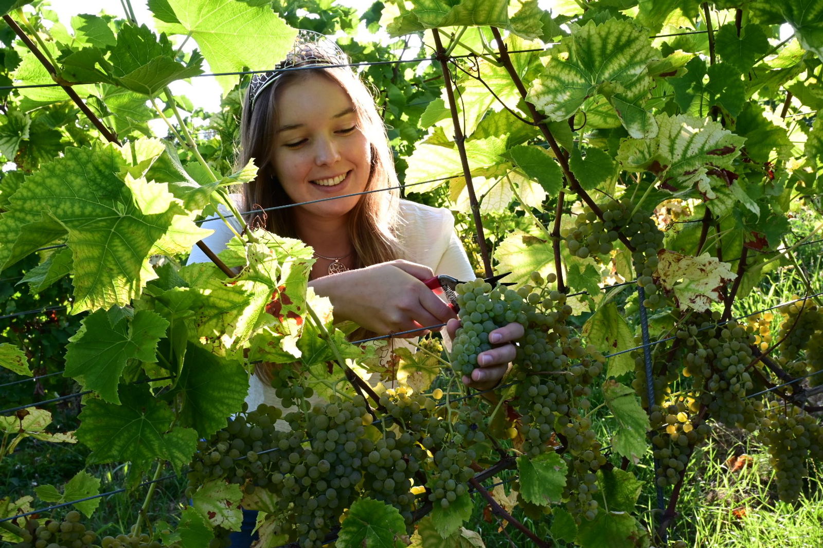 In den vergangenen zehn Jahren lag der deutsche Durchschnittsertrag bei 8,8 Millionen Hektolitern Weinmost.