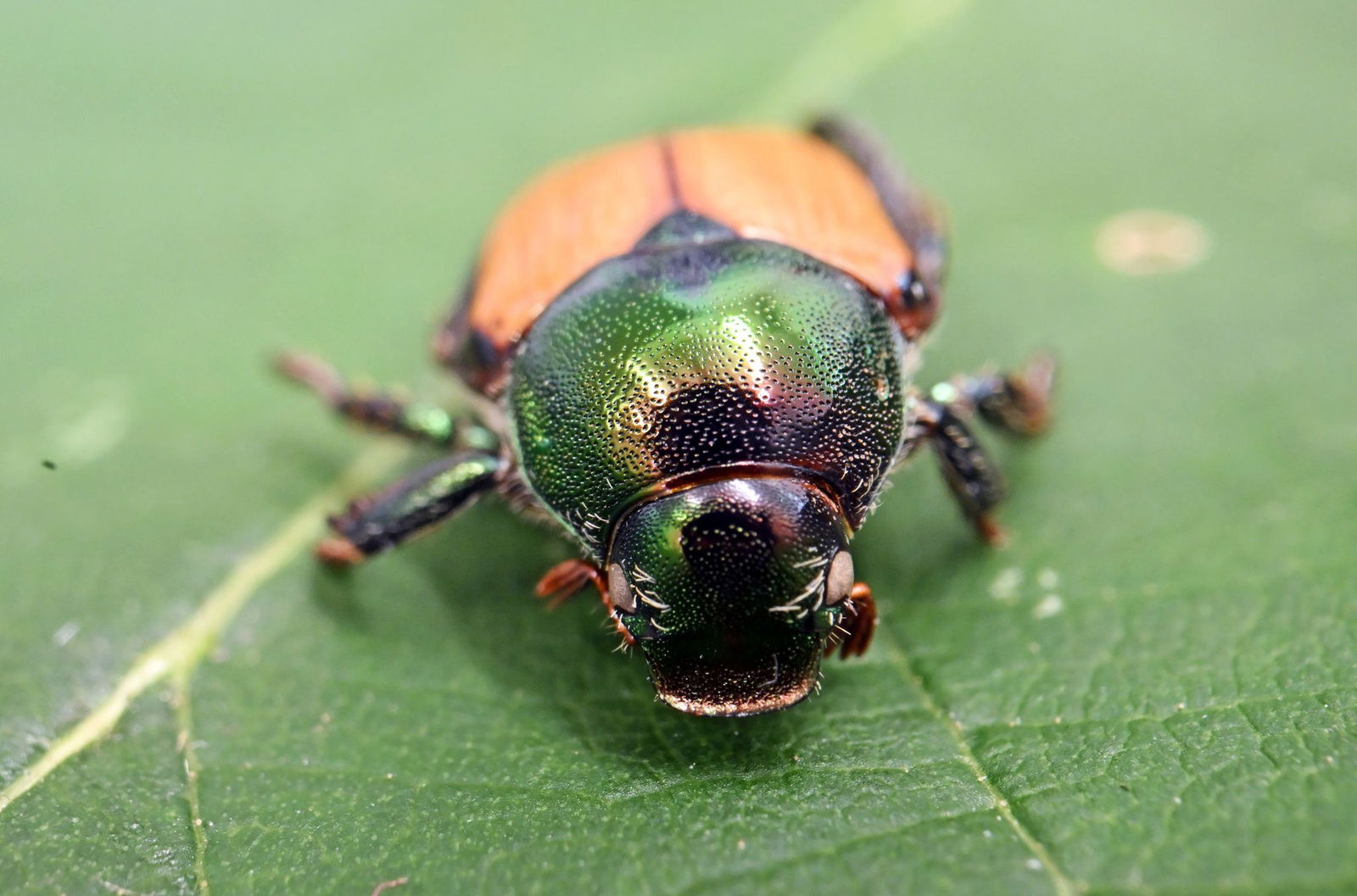 Der Japankäfer breitet sich auch in Deutschland aus. 