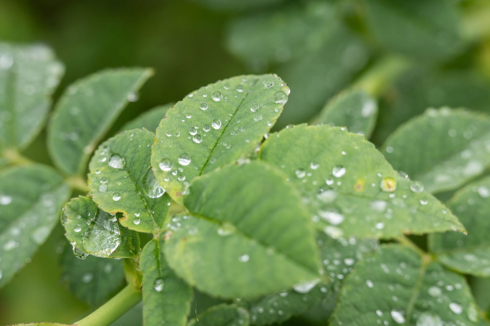 Sommerniederschläge kommen vor allem den Pflanzen zugute und machen vor allem die oberen Schichten der Böden feuchter. (Archivfoto)