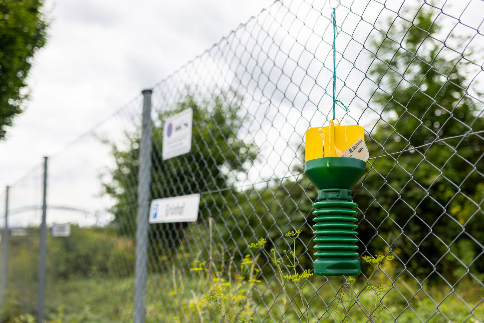 In Freiburg wurden bereits zahlreiche Japankäfer gefunden.