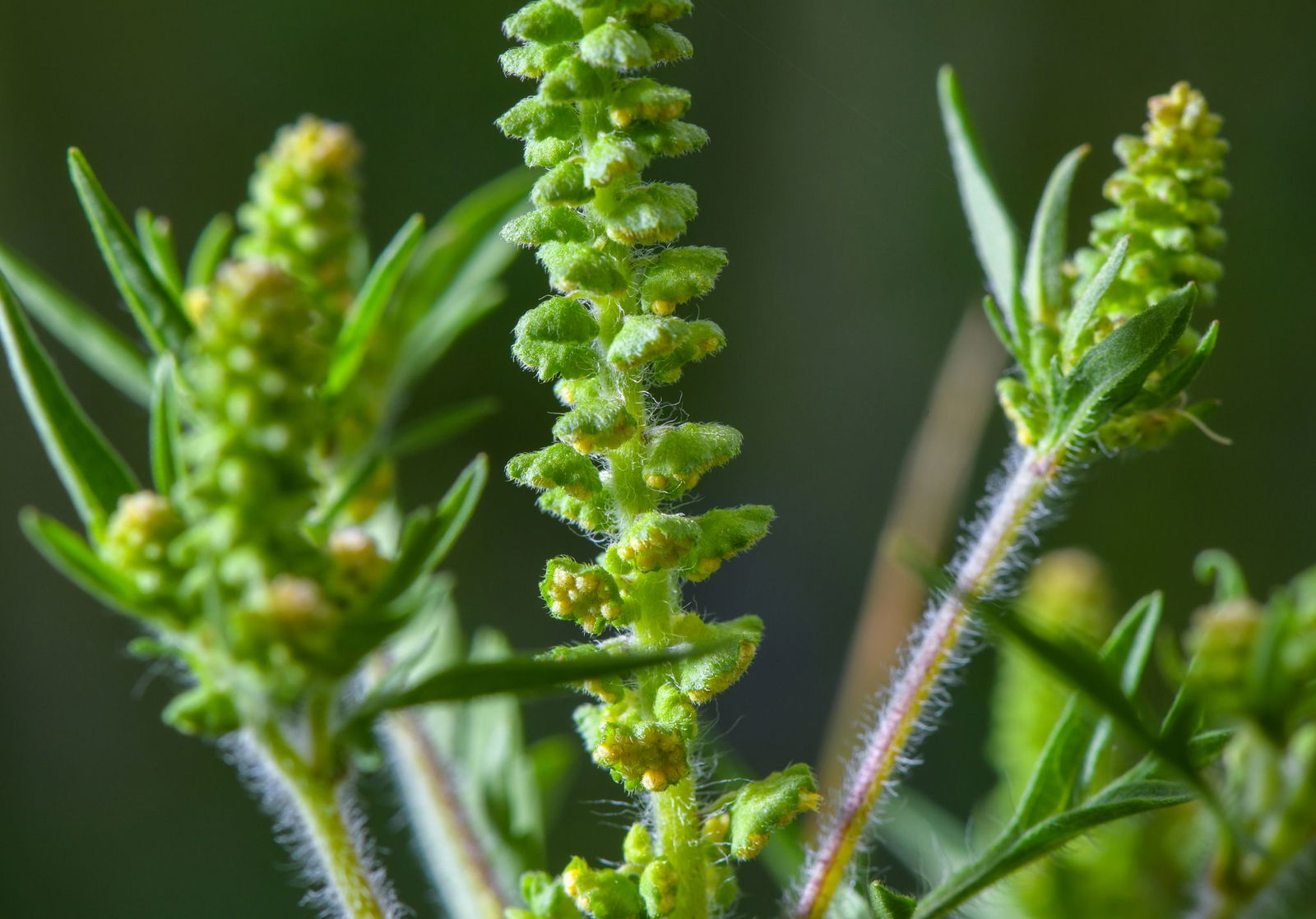Ambrosia-Pollen können schon in kleinen Mengen heftige allergische Reaktionen auslösen. (Archivbild)