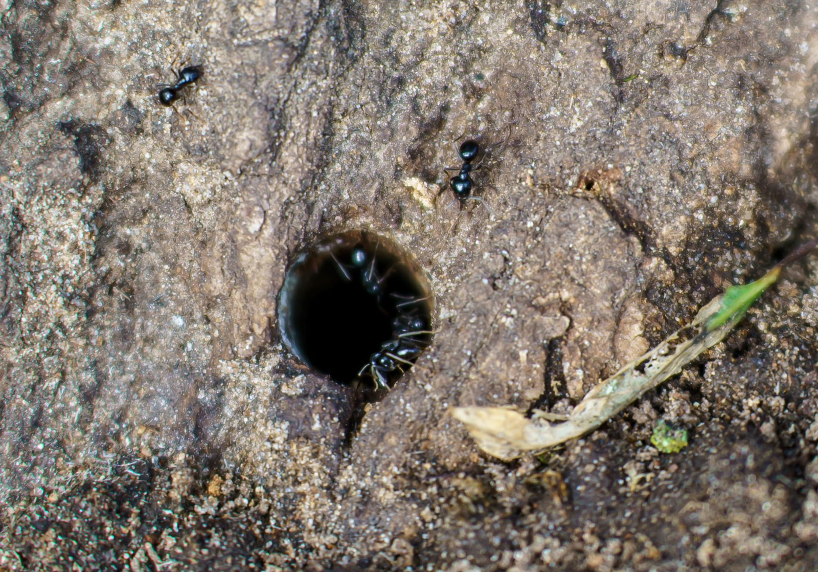 Wie in Hessen sind auch in der Verbandsgemeinde Dannstadt-Schauernheim Bäume vergiftet worden. (Archivbild)