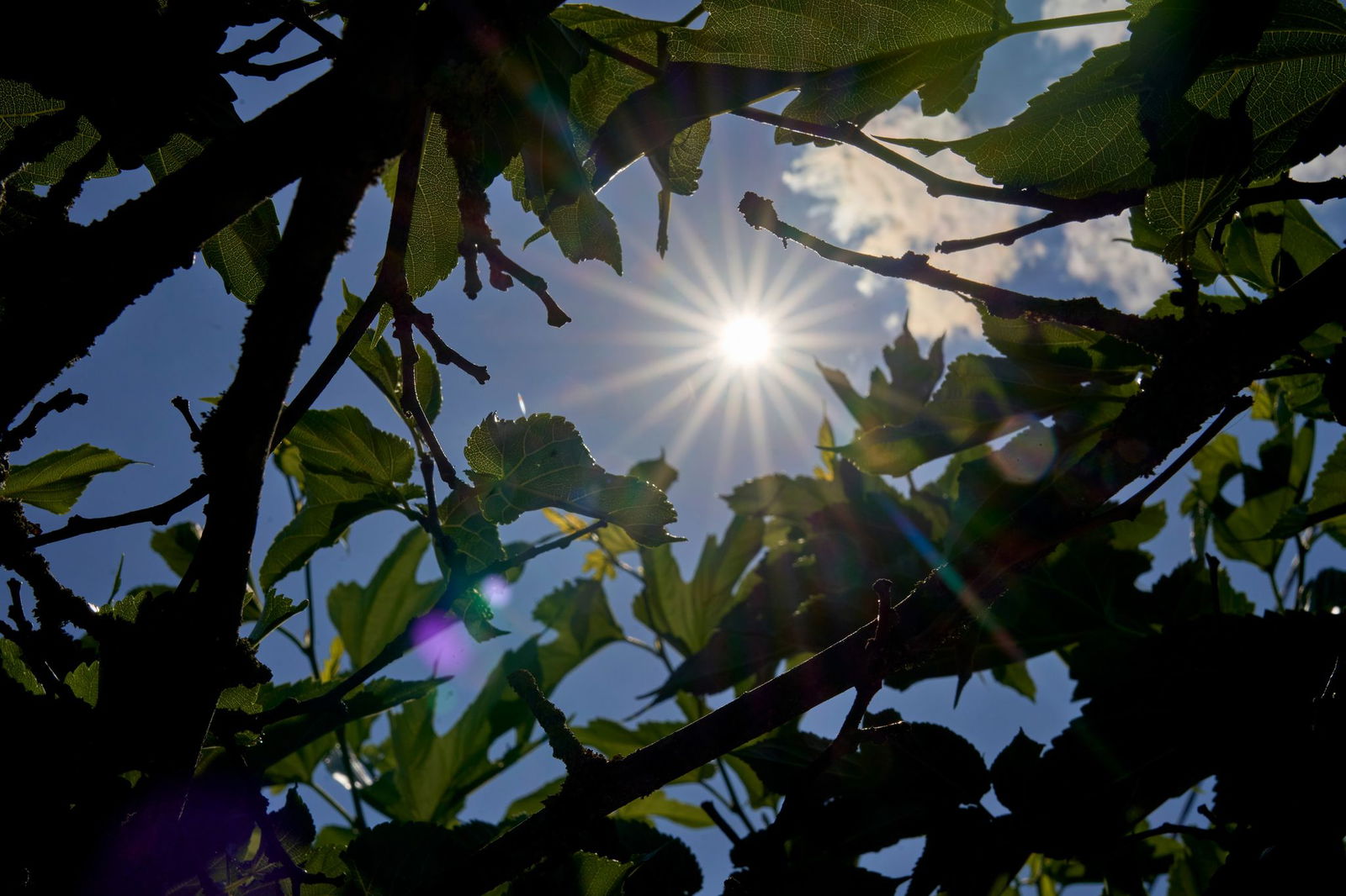 In Rheinland-Pfalz und dem Saarland wird es warm bis heiß (Symbolbild)