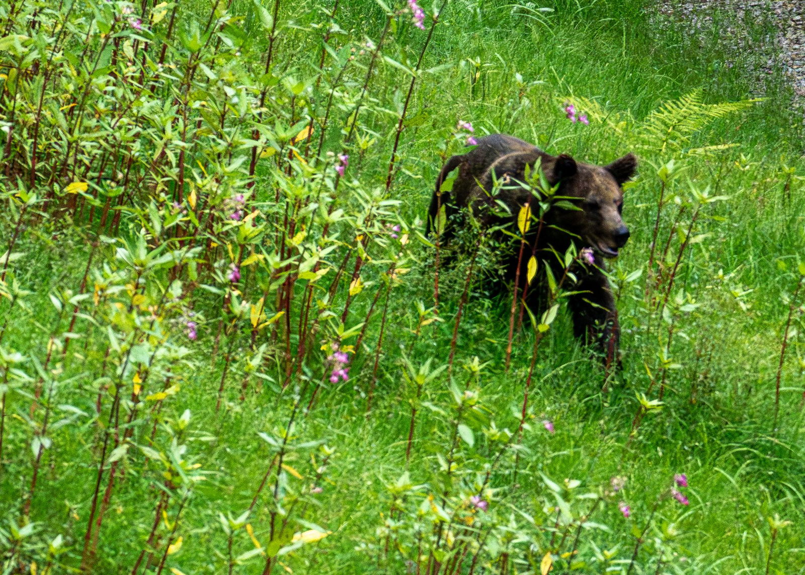 Die «Problembärin» Gaia erkundet das Gelände im Bärenpark Schwarzwald.
