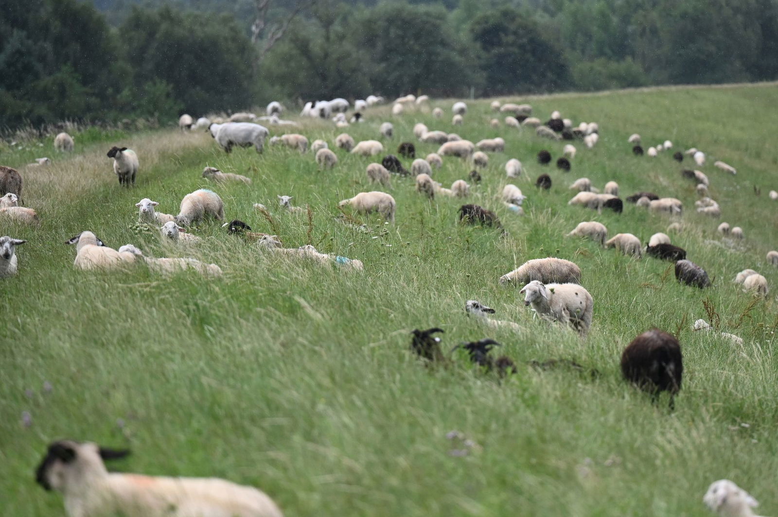 Das Tier war auf einer umzäunten Weide in einer Herde mit mehreren Schafen. (Symbolbild)