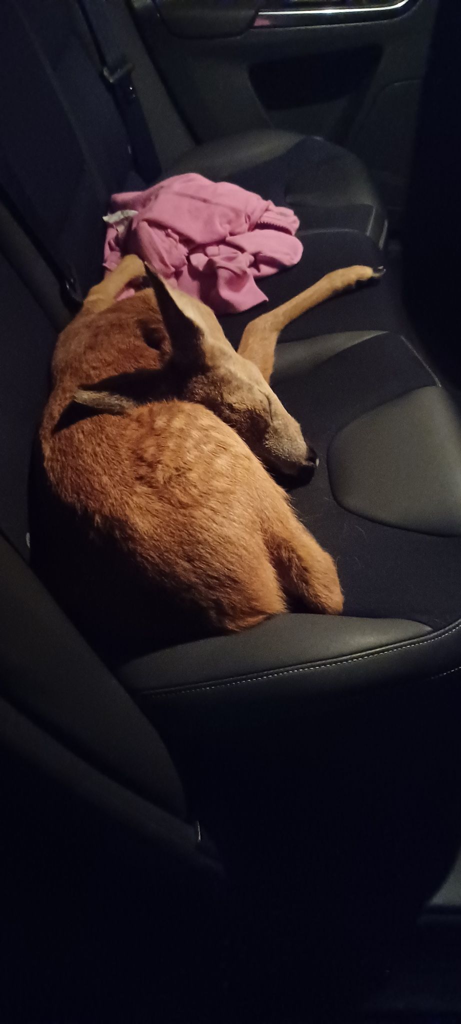 Das Rehkitz durfte sich auf der Rückbank ausruhen.