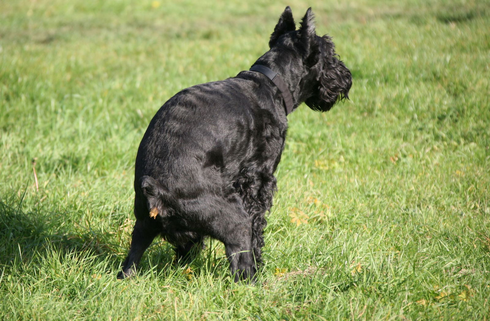 Hundekot nervt (Archivbild)