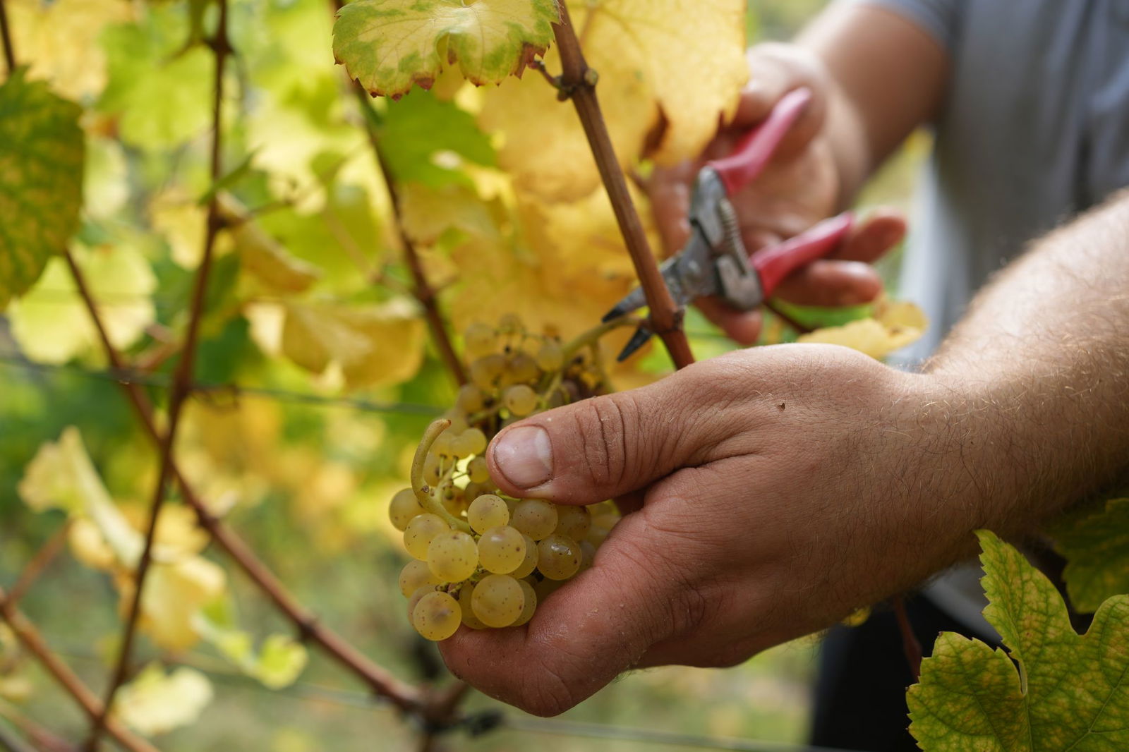 Neue Absatzmärkte für rheinland-pfälzischen Wein könnten in Japan oder Indien winken. (Archivfoto)