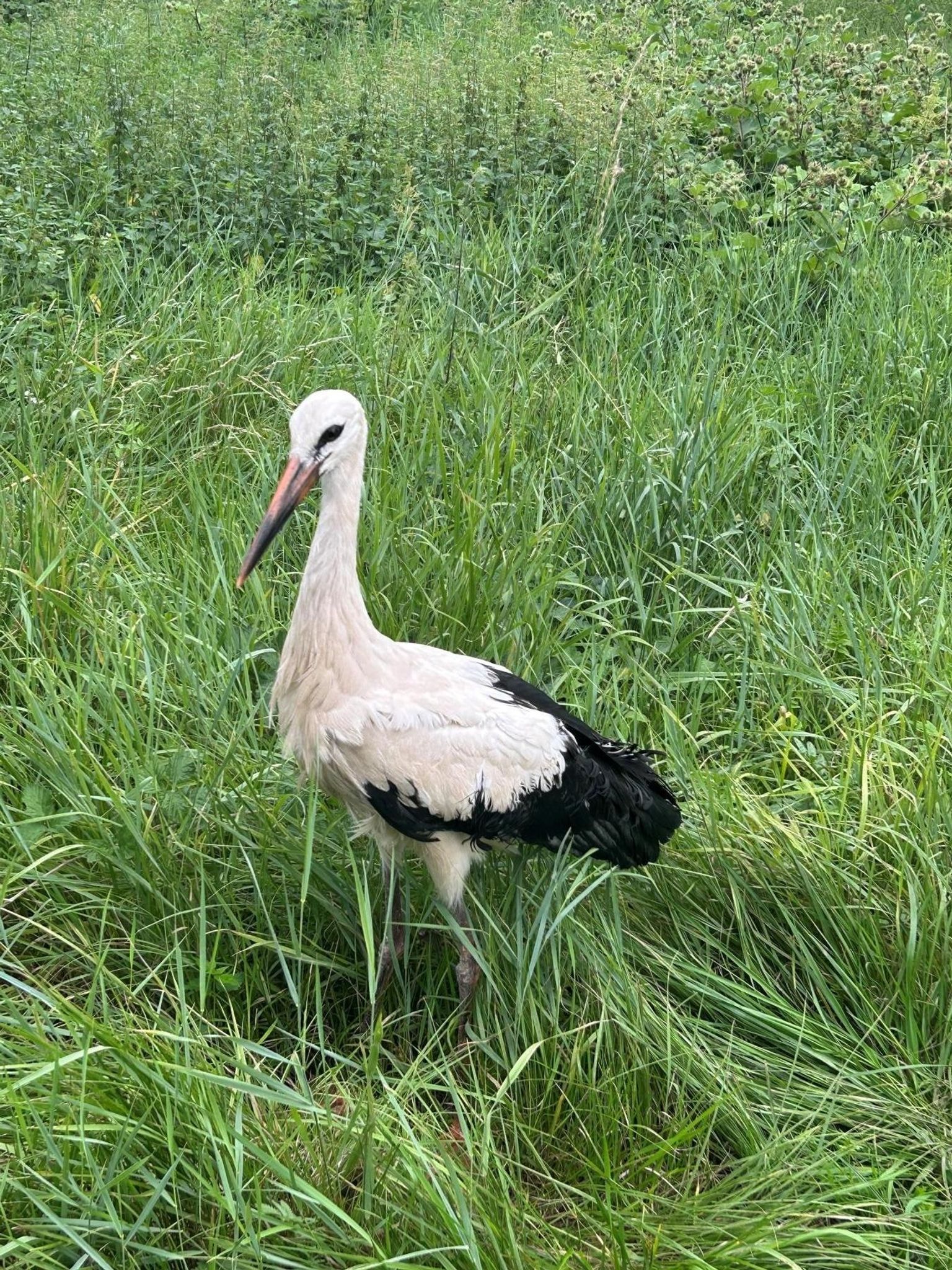 Der Storch konnte unversehrt in ein Naturschutzgebiet gebracht werden.