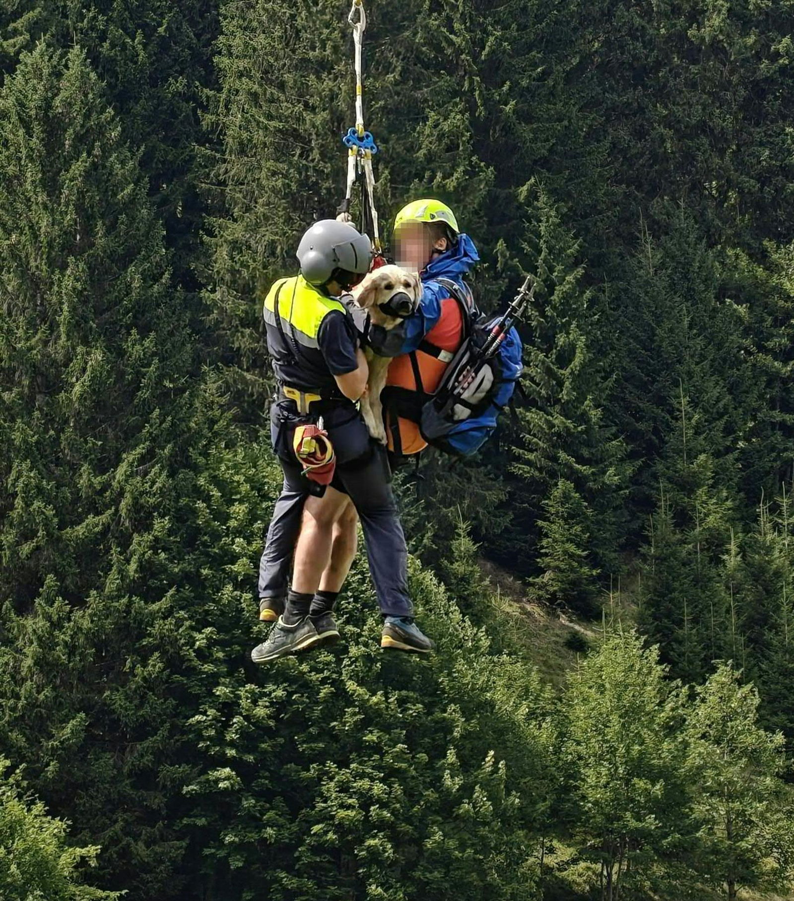 Die Tierärzte stellen der schwer verletzten Hündin eine optimistische Prognose aus. (Handout-Foto)