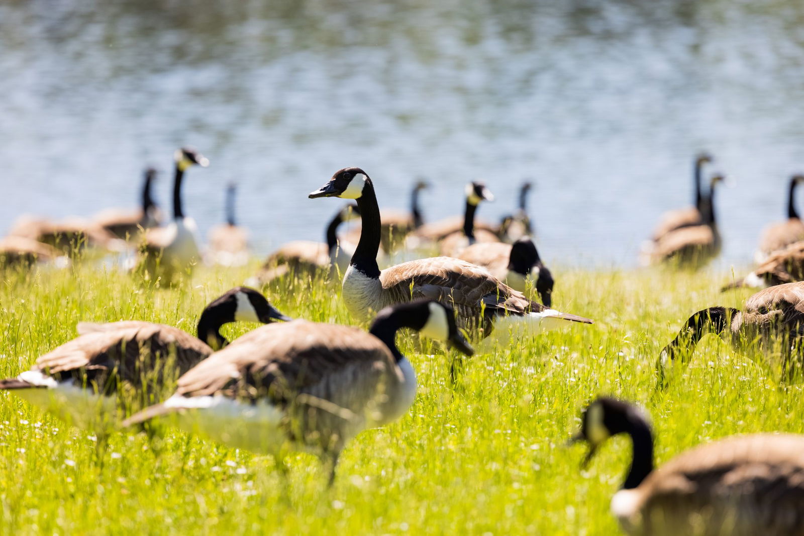 Kanada- und Nilgänse könnten für die Keimbelastung im Baggersee verantwortlich sein. (Symbolbild)