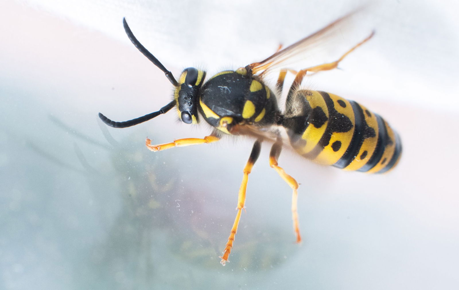Eine Wespe löste den Unfall am Montagabend aus. (Symbolbild)