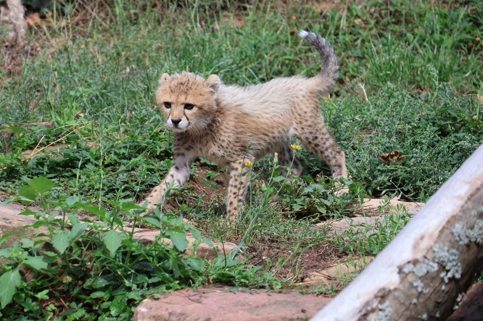 Sudan-Gepardenbaby Assama