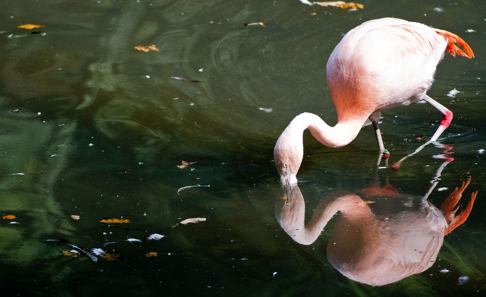 Flamingos gibt es in Deutschland vor allem in Zoos - wie hier in Dortmund. (Archivbild)
