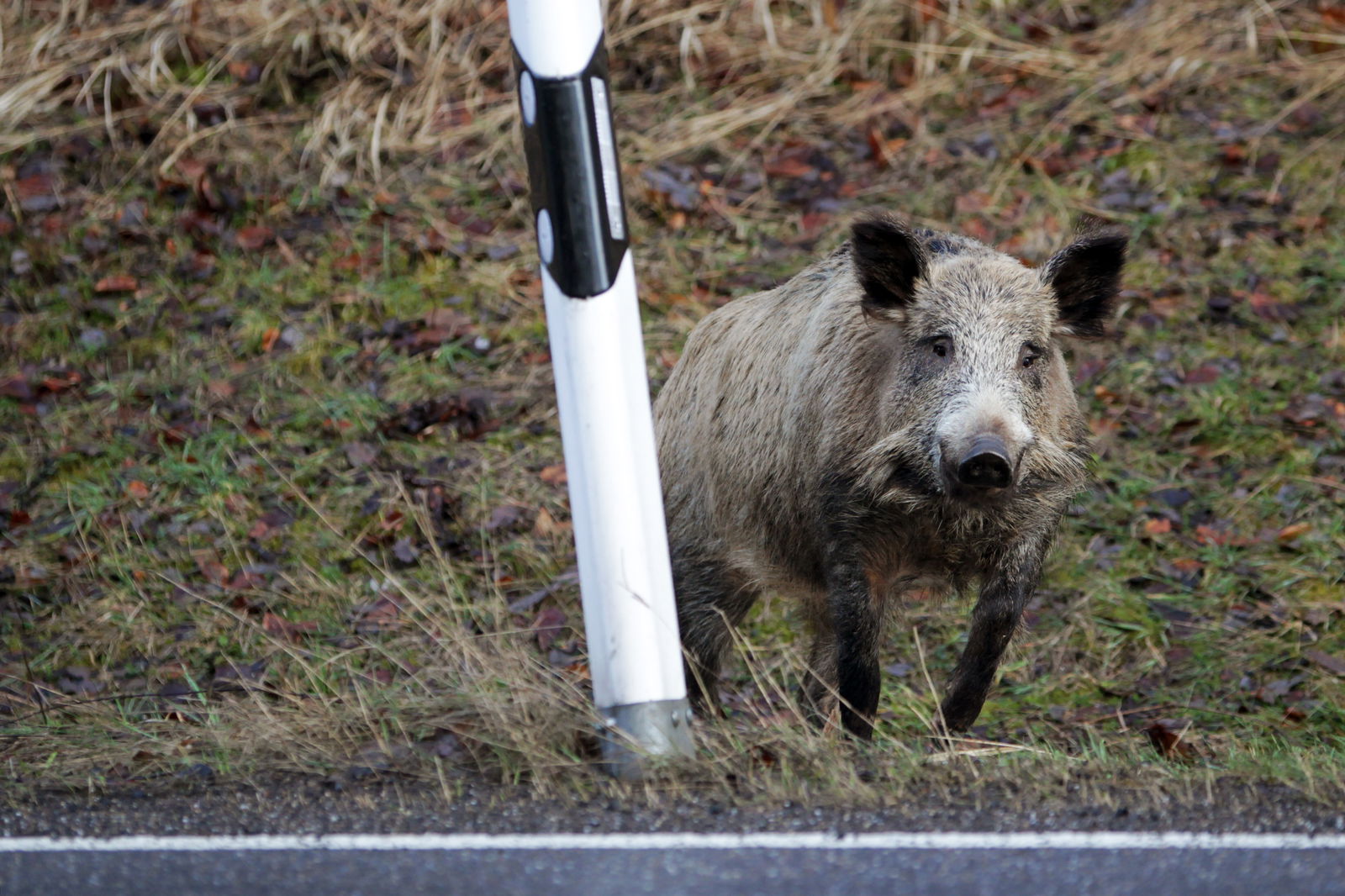 Ein Wildschwein steht am Straßenrand