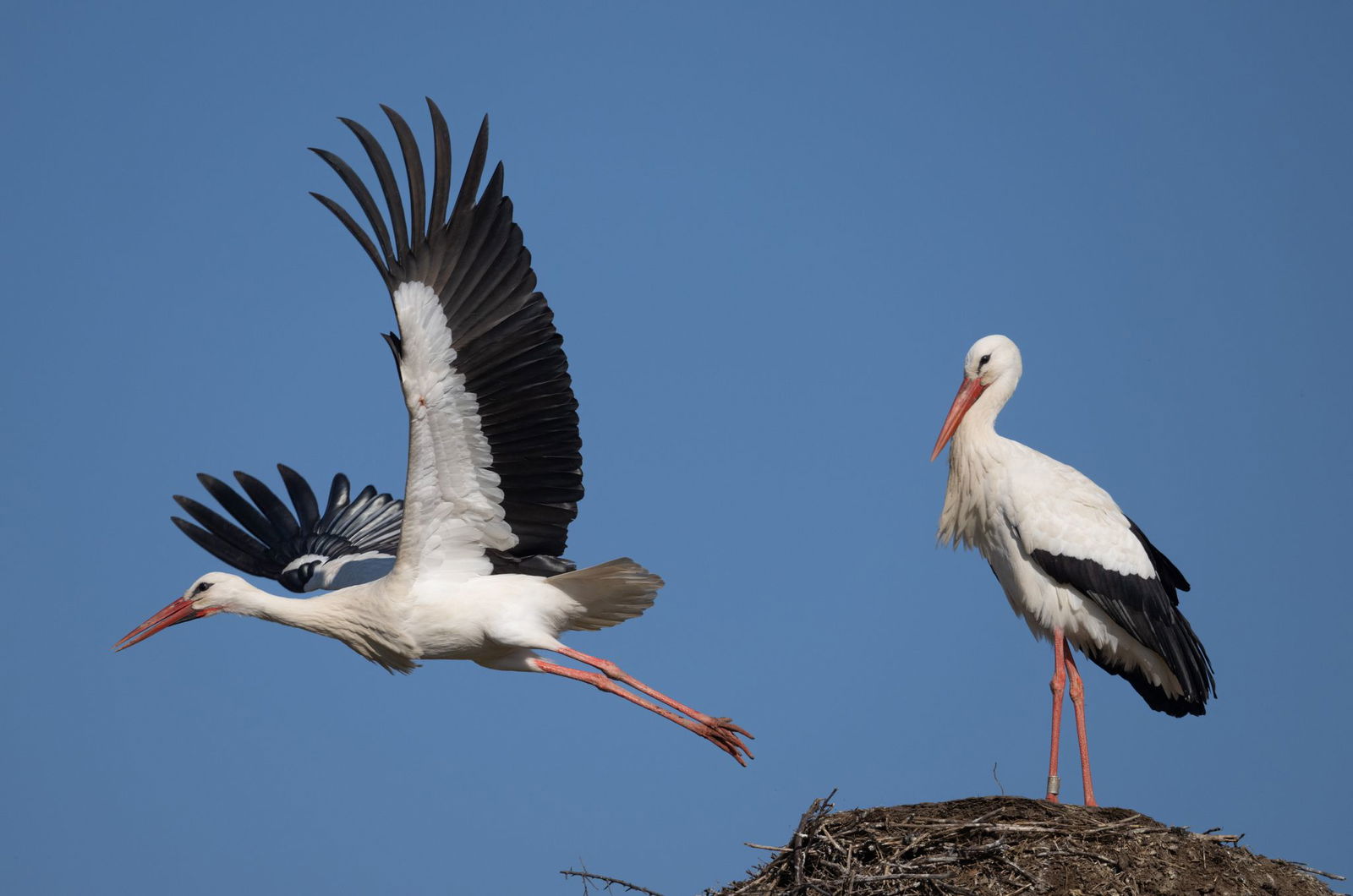 Bei Futterknappheit entscheiden sich Störche häufig für einen frühen Abflug. (Archivbild)