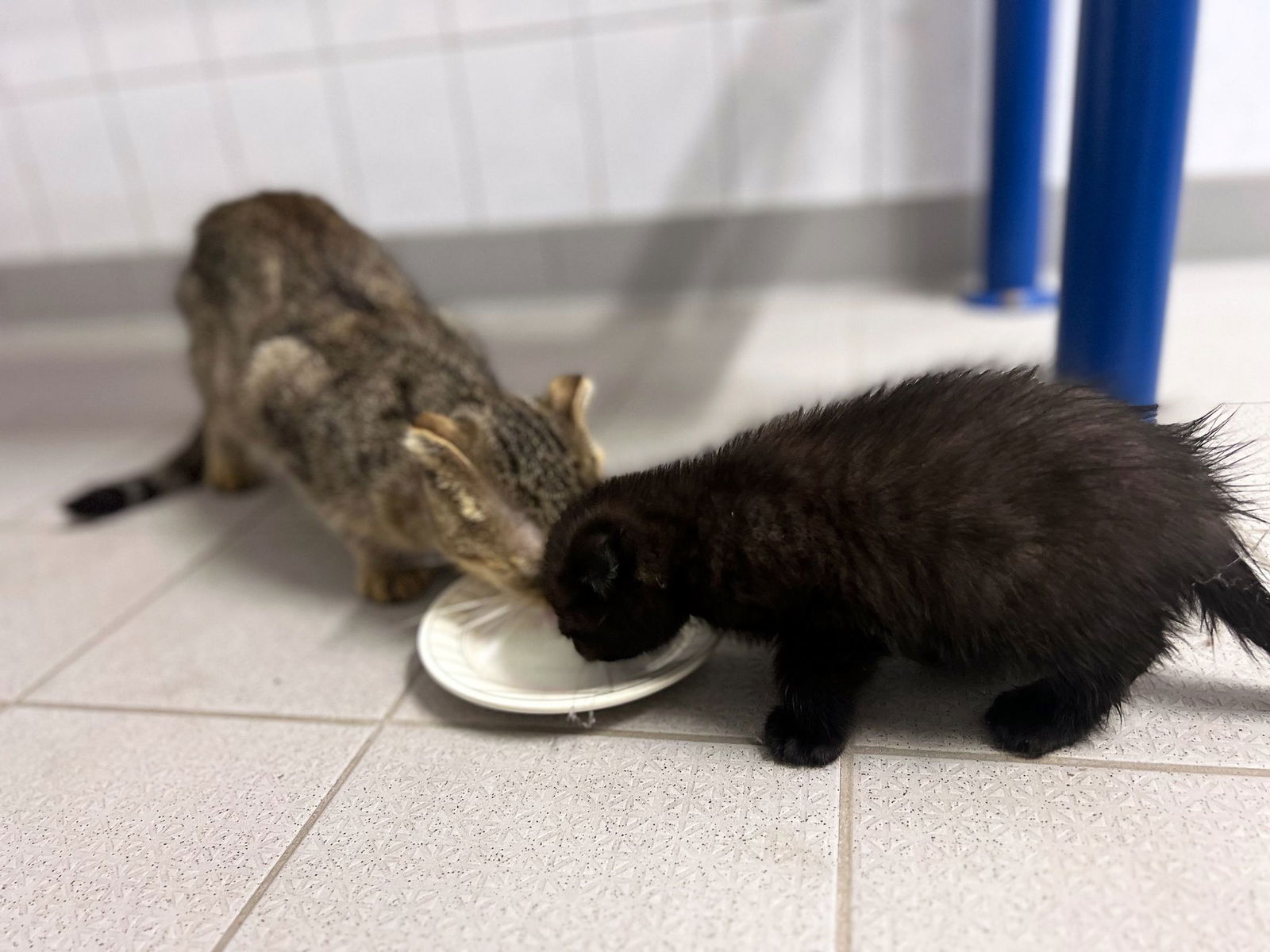 Zwei Katzenbabys wurden aus einer Tüte gerettet. 