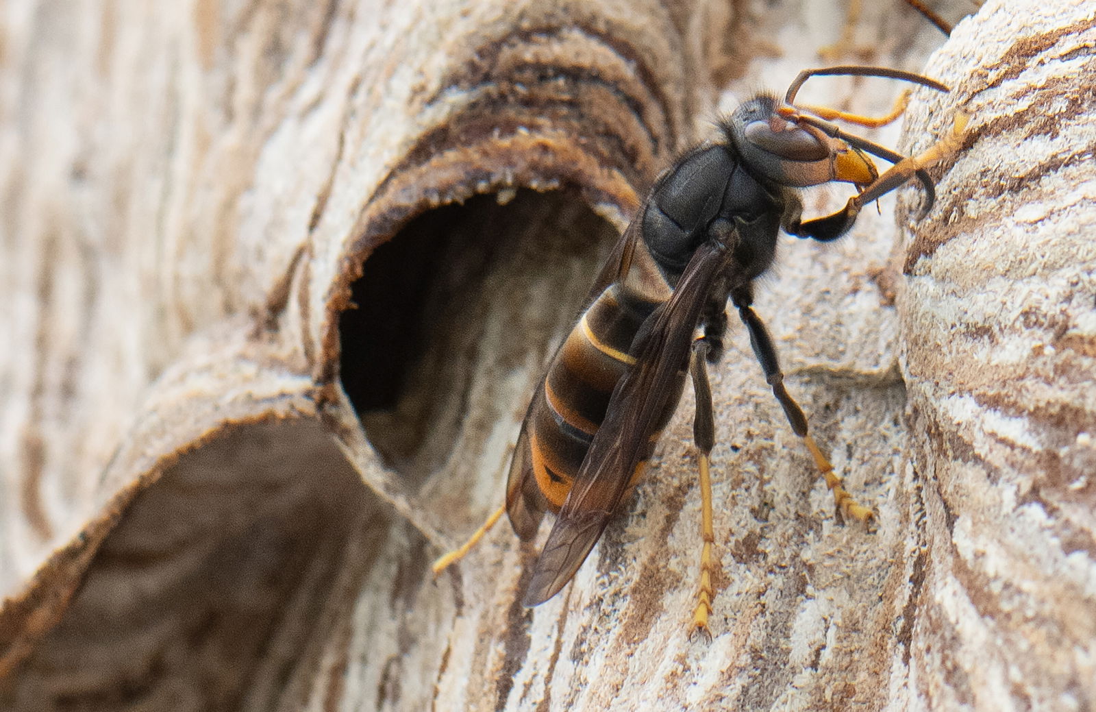 Asiatische Hornisse sitzt auf ihrem Nest