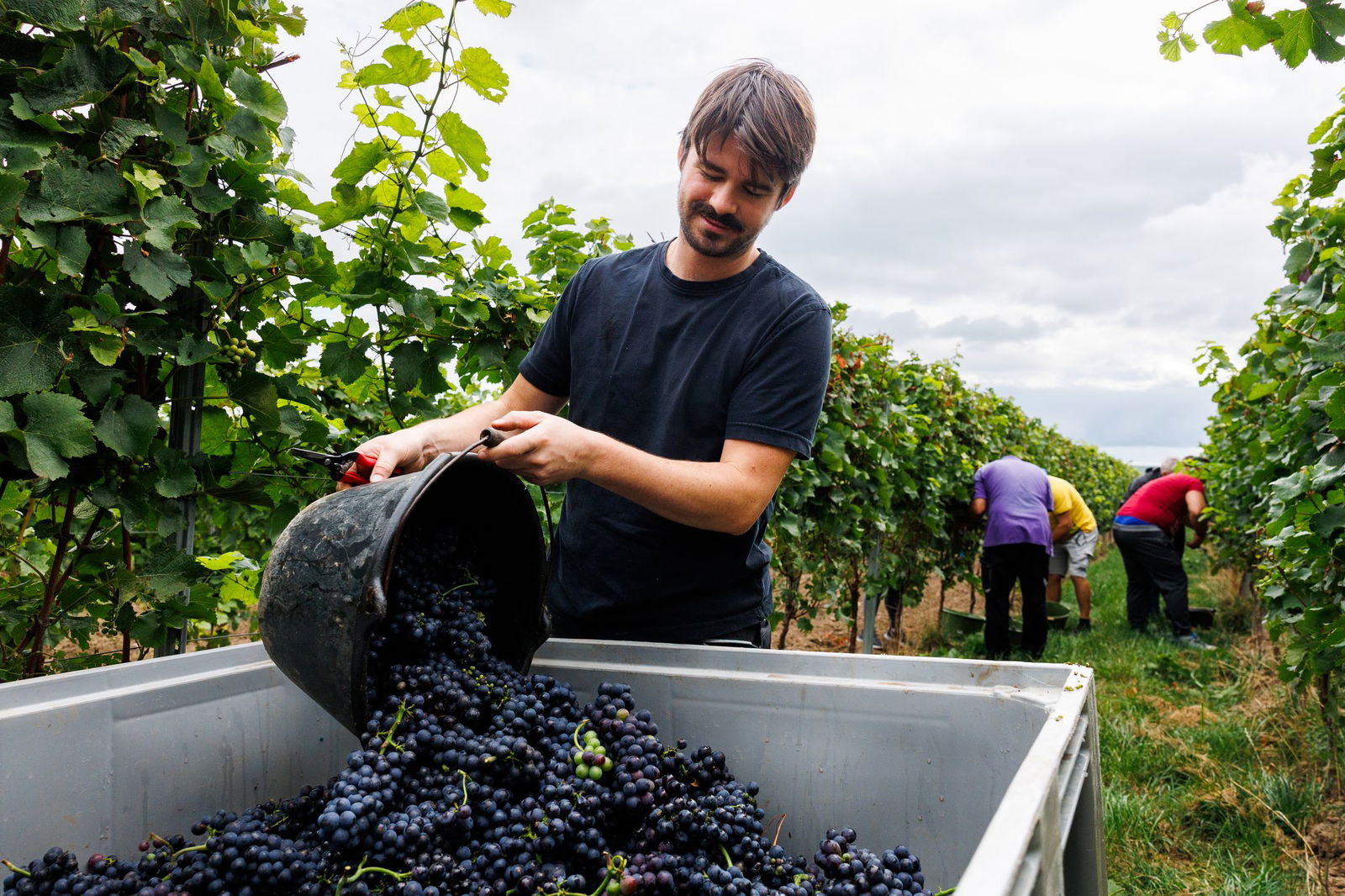 Johannes Gröhl liest  die ersten Trauben des Jahrgans 2025 für das gleichnamige Familienweingut im rheinhessischen Weinolsheim. 