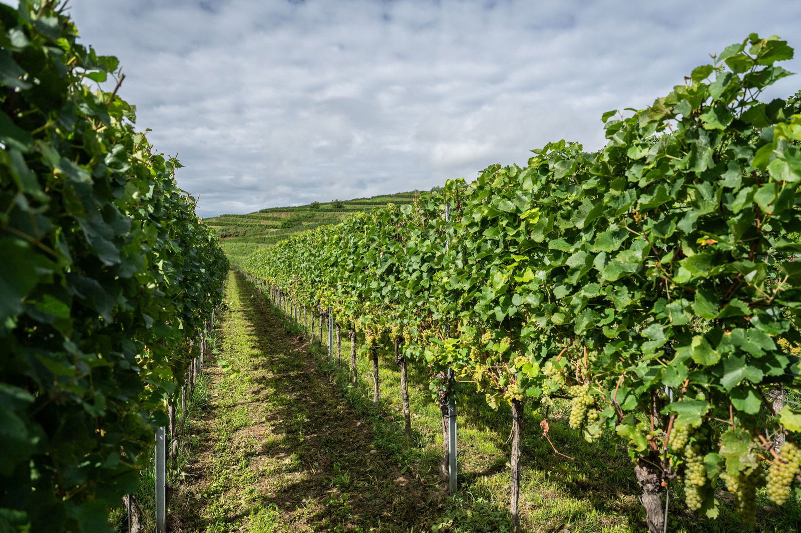 Vorerst soll es nun doch keine Pflichtabgabe für Winzer geben.