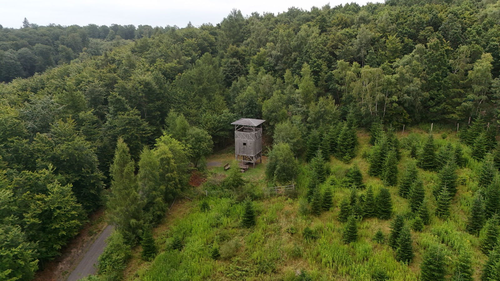 Viele Landkreise in Rheinland-Pfalz haben mehr als 50 Prozent Waldanteil. (Archivbild)
