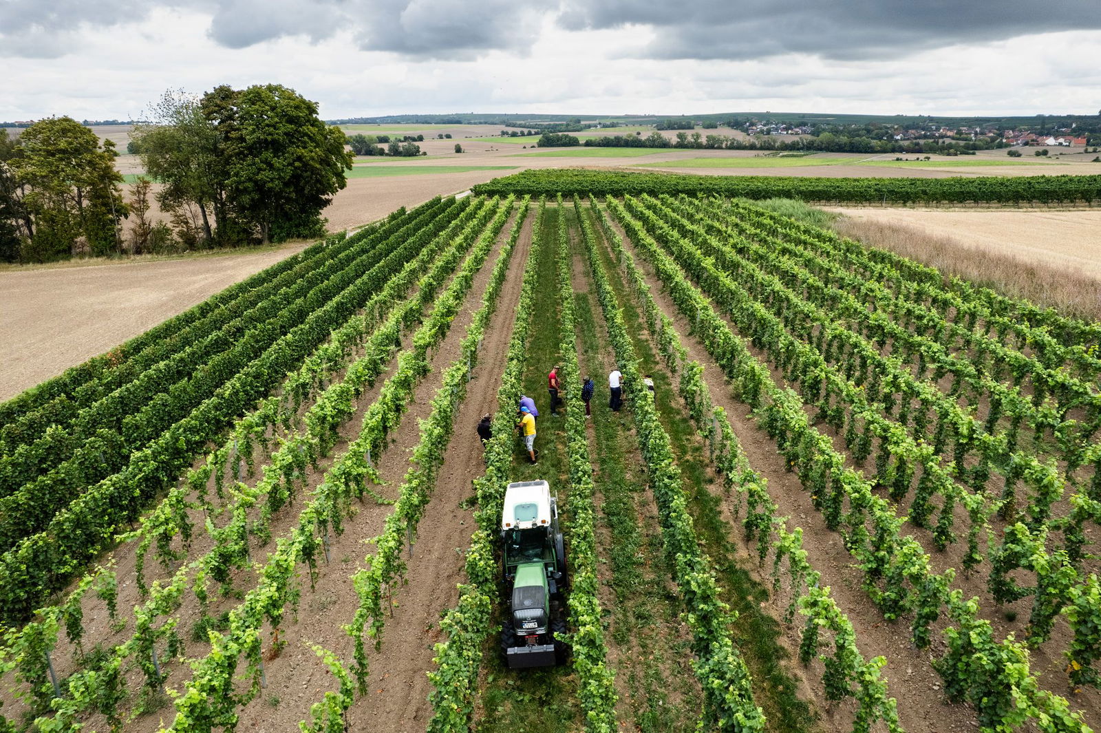 «Keine Maschine kann die Trauben so gut selektieren und sortieren wie der Mensch», sagt Johannes Gröhl vom gleichnamigen Weingut in Rheinhessen. 