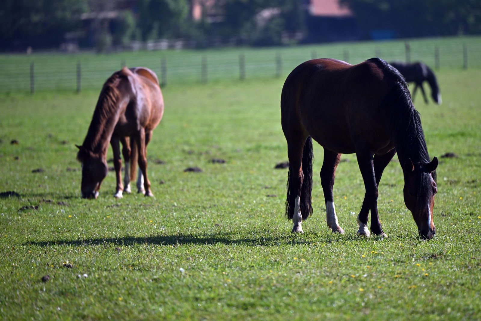 Einem Pferd gelang es, eine Tür des Anhängers zu öffnen. (Symbolbild)