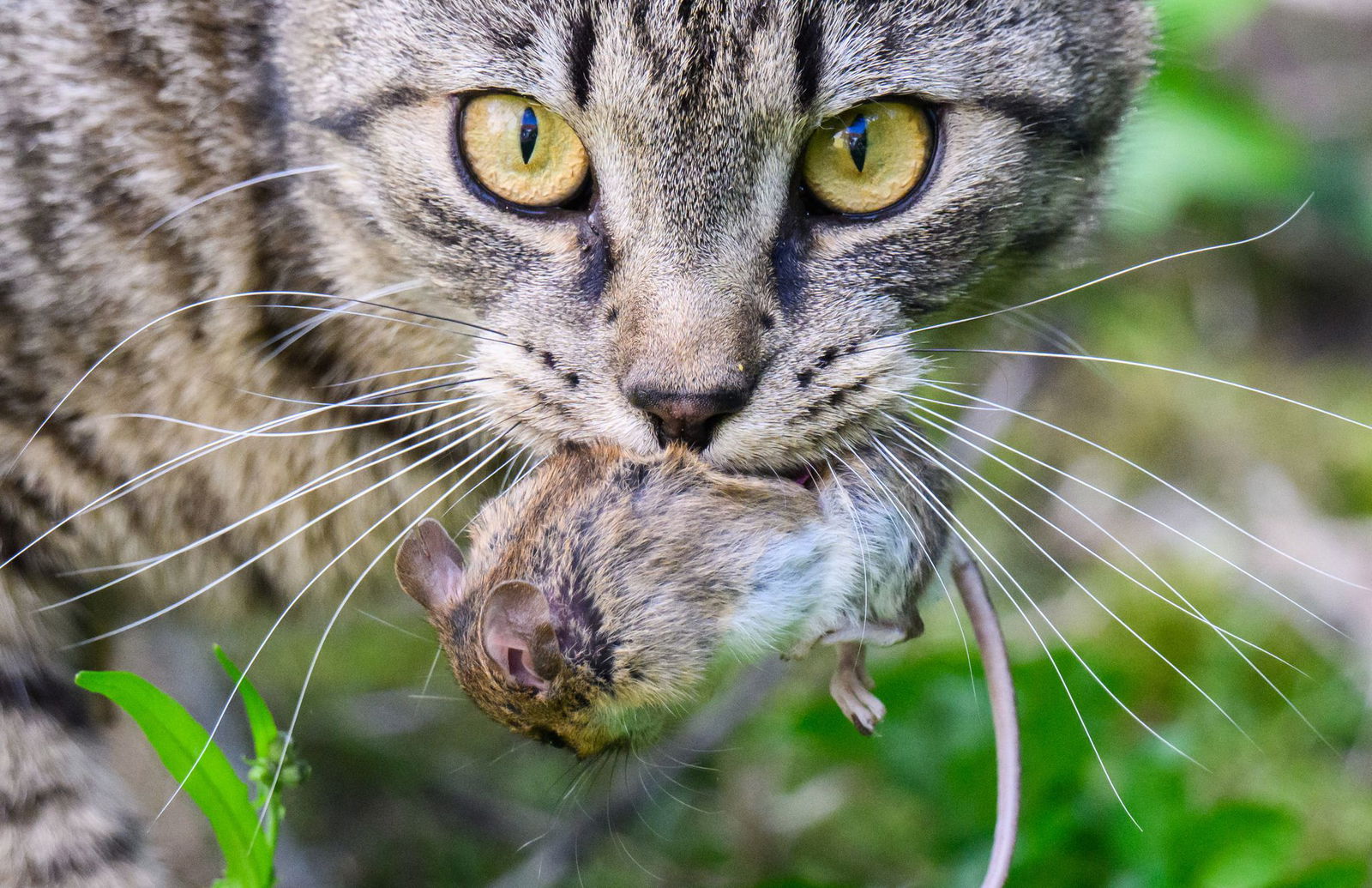 Mäusefänger, Vogelfresser - Zuviel Katzen im Südwesten. (Archivbild)