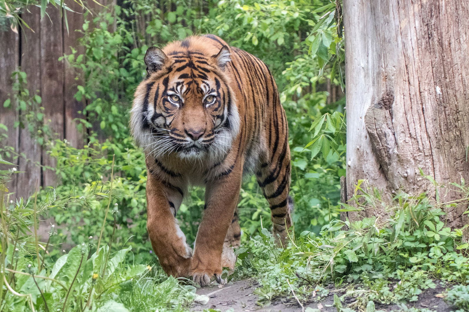 Der Zoo hat einen 16 Jahre alten Tiger nach längerer Krankheit eingeschläfert. 