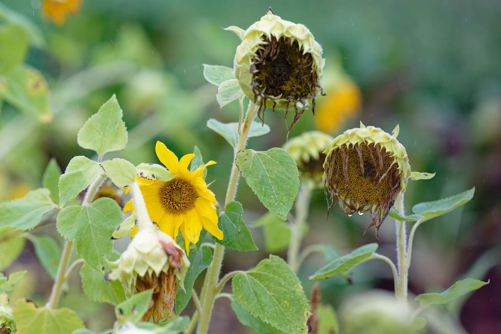 Regen und Nebel bestimmen den Herbst. (Archivbild)