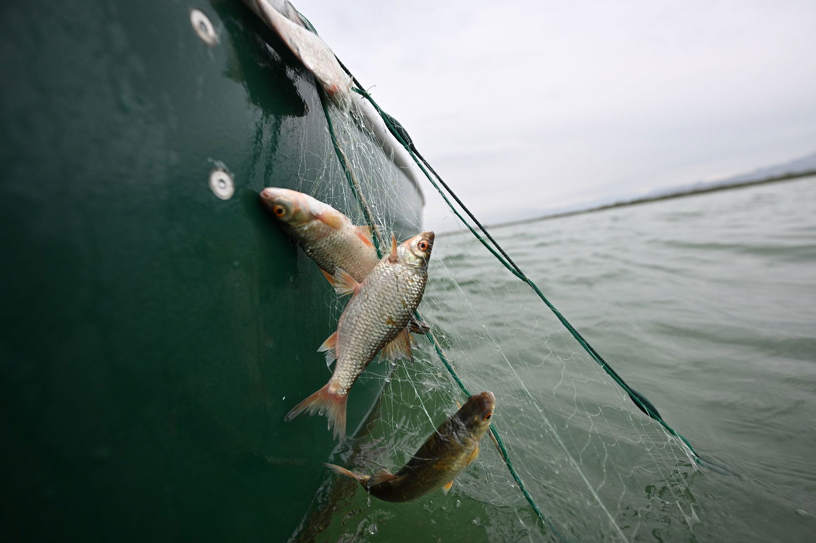 Rotaugen sind nicht nur als Speisefisch beliebt, sie sollen auch die rasante Ausbreitung der Quagga-Muscheln im Bodensee bremsen. (Archivbild)  