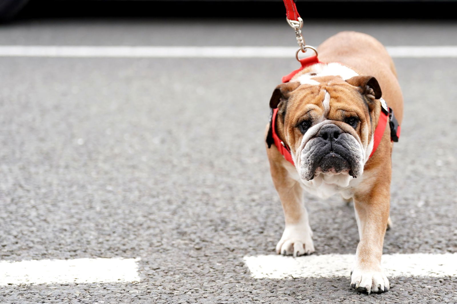 Lewis Hamilton bangt um seinen Hund. (Archivbild)