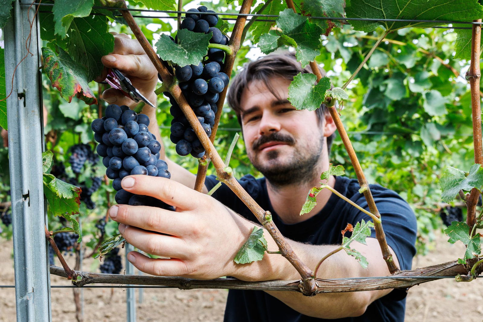 Der aktuelle Jahrgang ist vielversprechend. (Archivbild) 