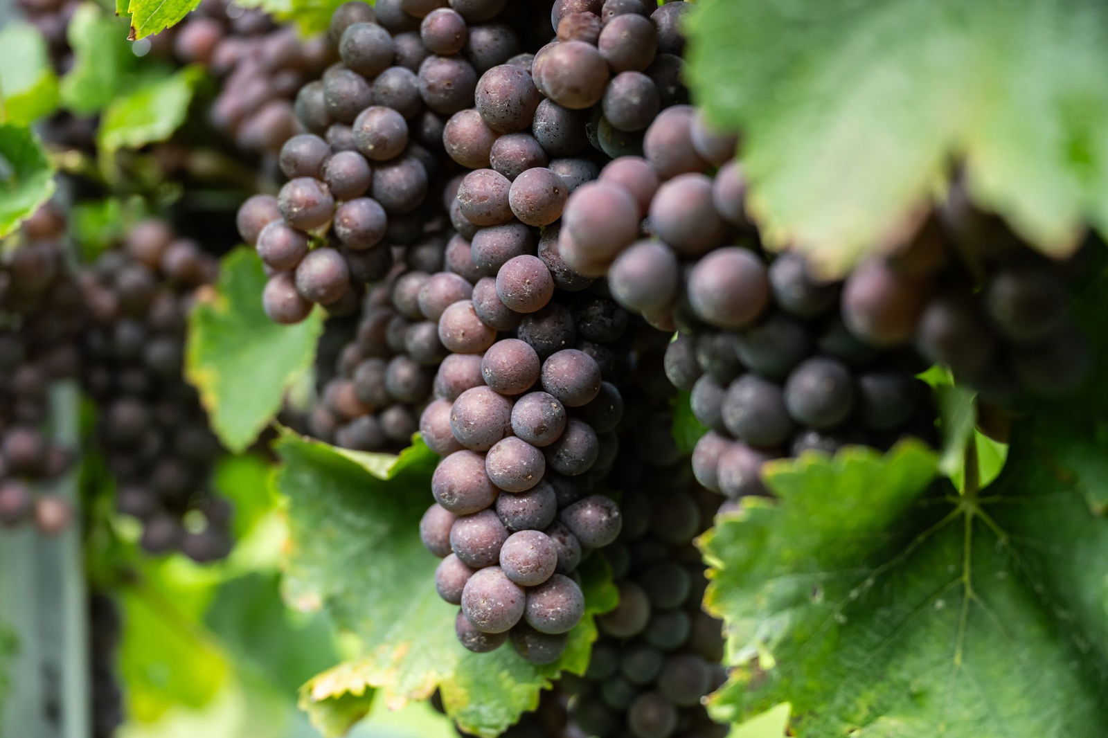 In Anbaugebeit Baden hat die Weinlese begonnen. 