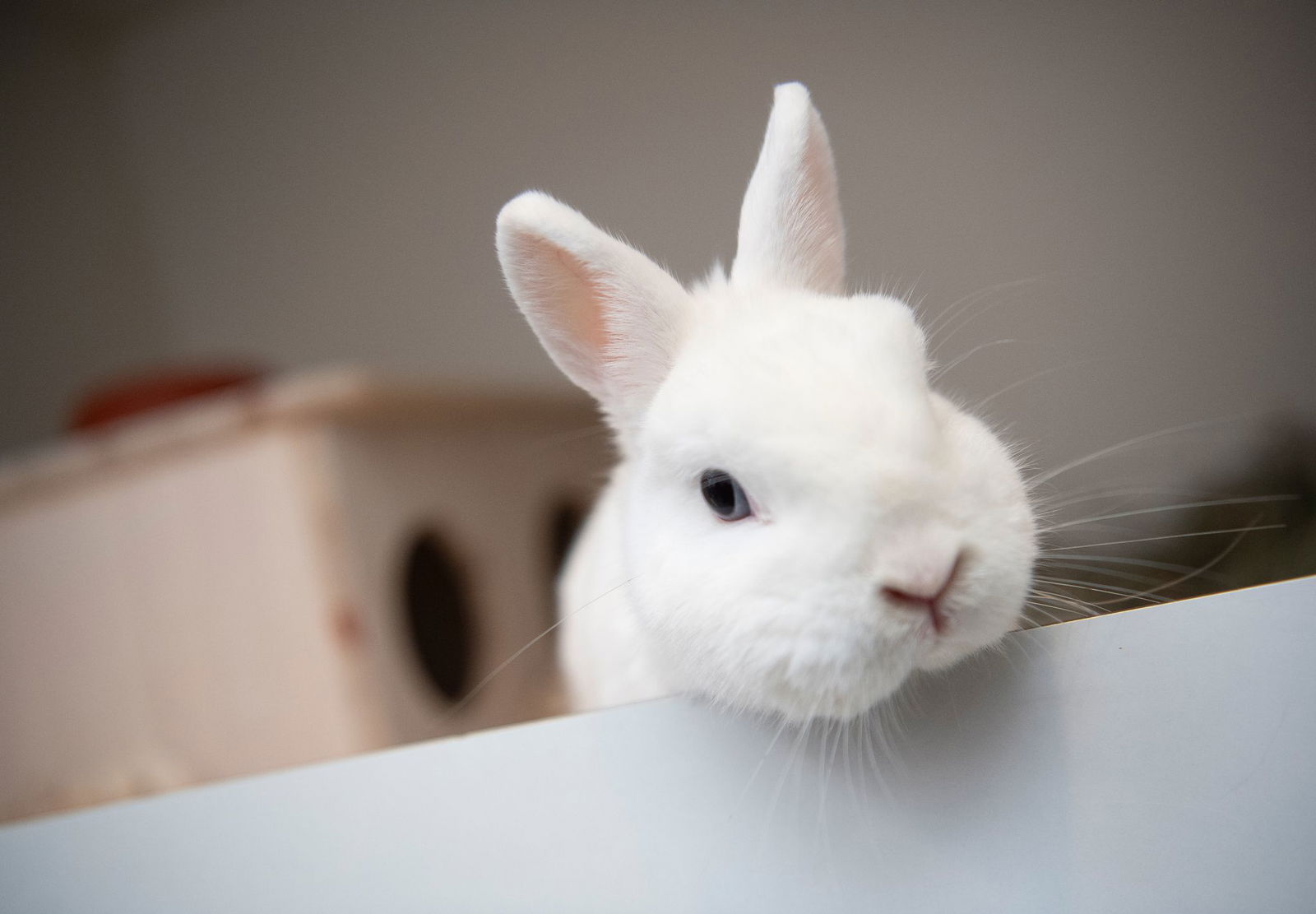 Die Krankheit ist auch für Hauskaninchen gefährlich. (Symbolbild)