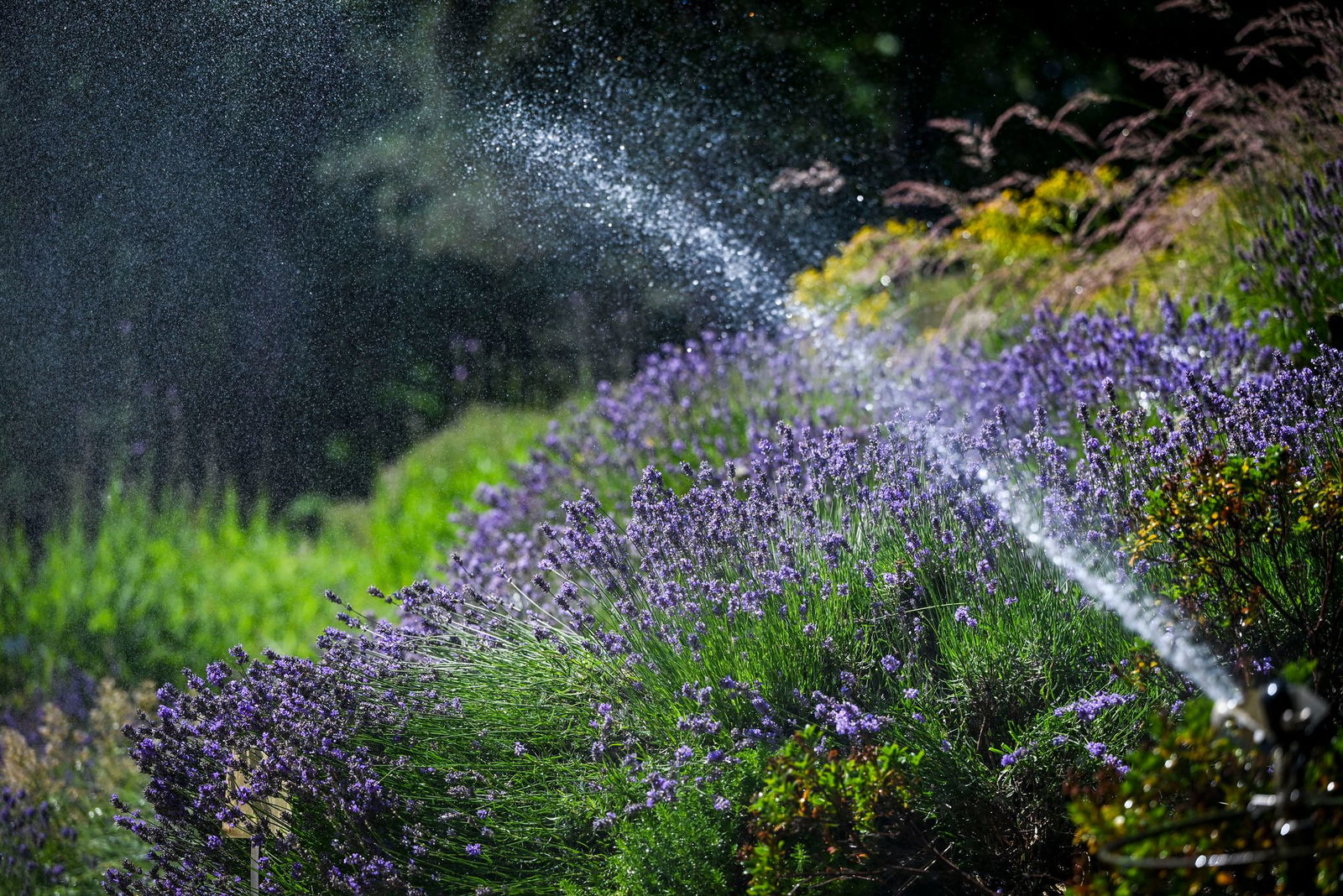 In Rheinland-Pfalz ist der größte Ausbildungsgang der der Gärtnerinnen und Gärtner. (Archivbild)