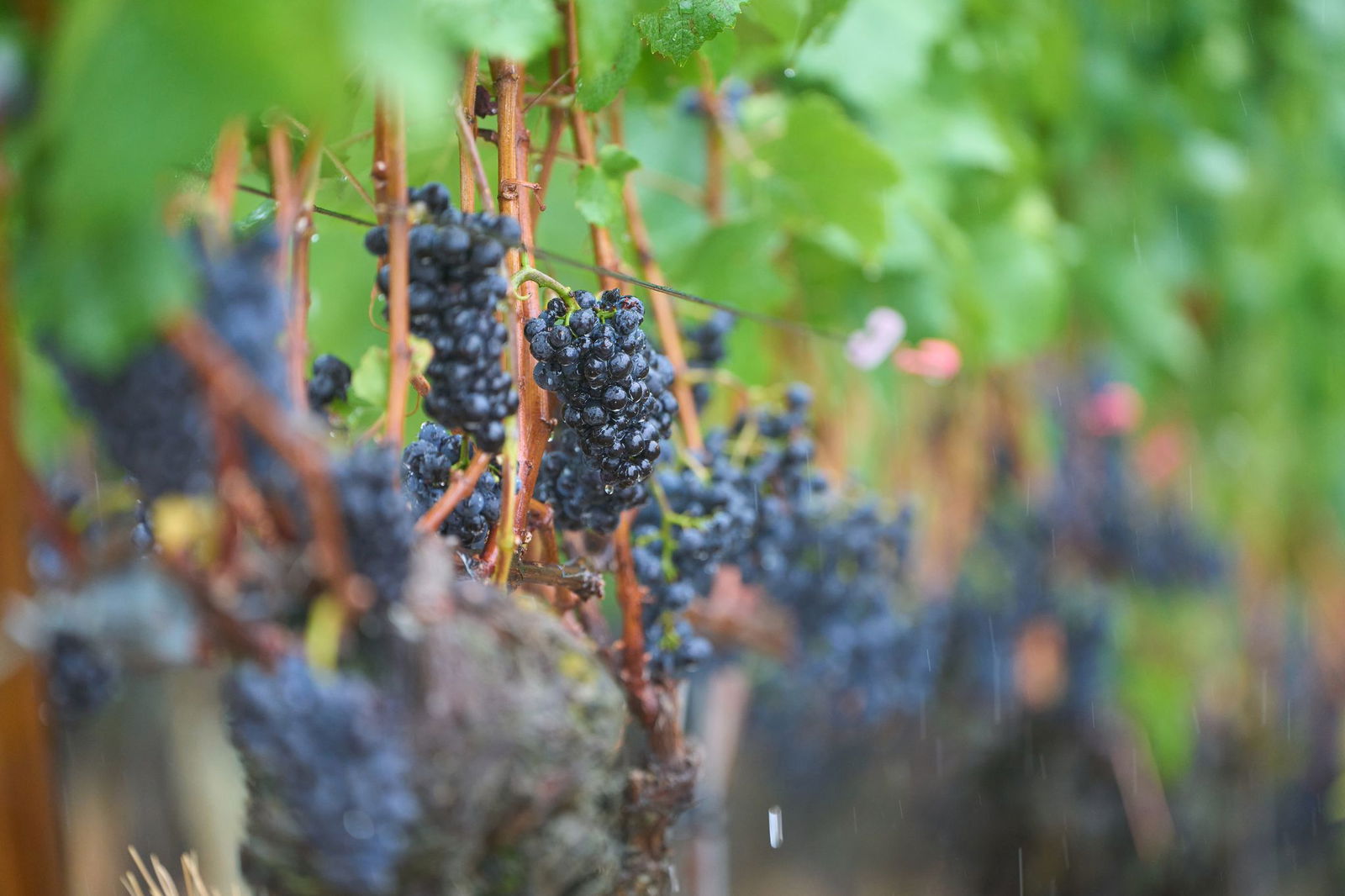 Auch in der neuen Woche ist es meist bedeckt - immer wieder kann es Regenschauer geben. (Archivbild)