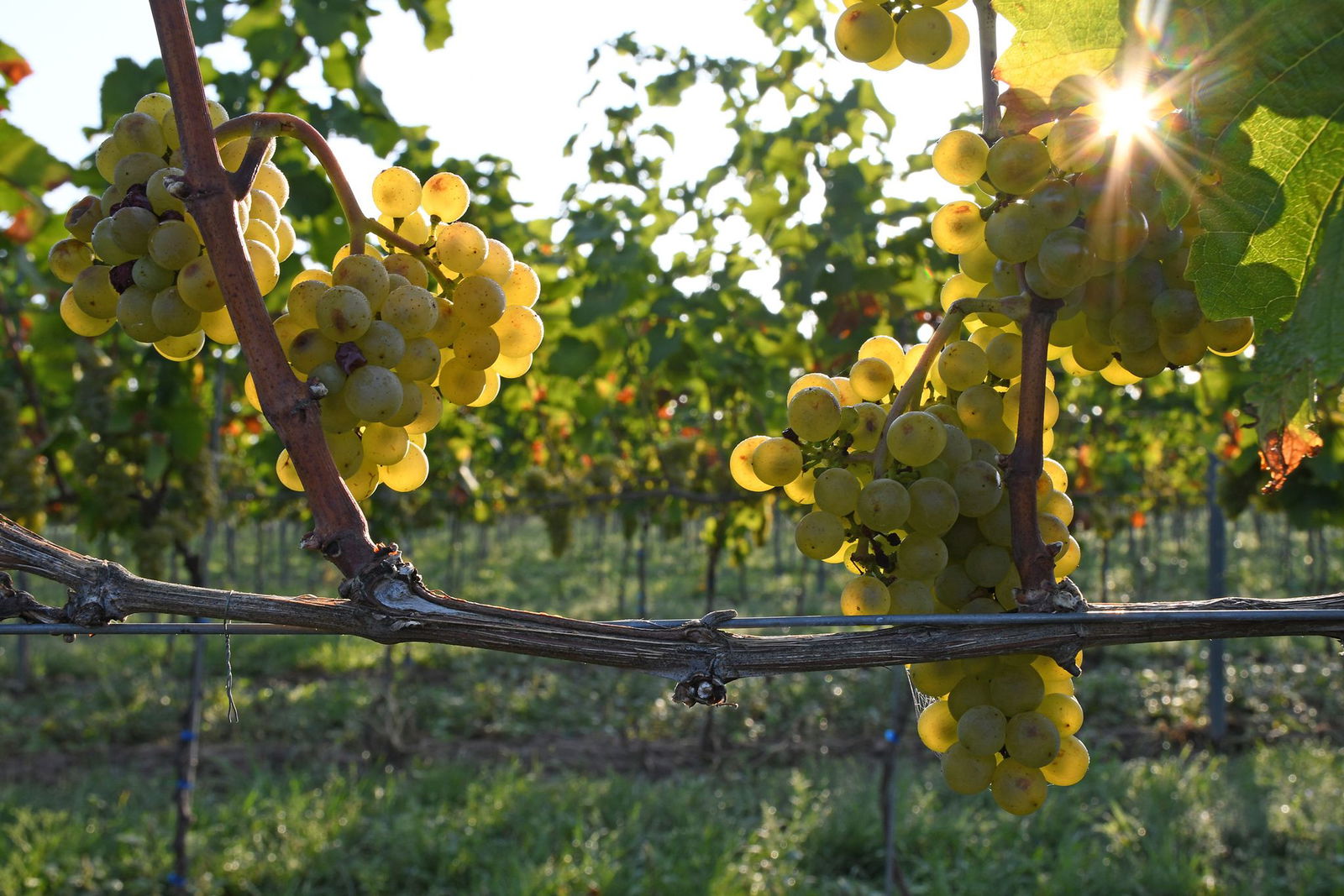 Mehrere Reihen Weintrauben wurden vergangenes Wochenende in Westhofen geklaut. Das ist bereits die neunte Tat. Ob ein Zusammenhang besteht, wird noch ermittelt. (Symbolbild)