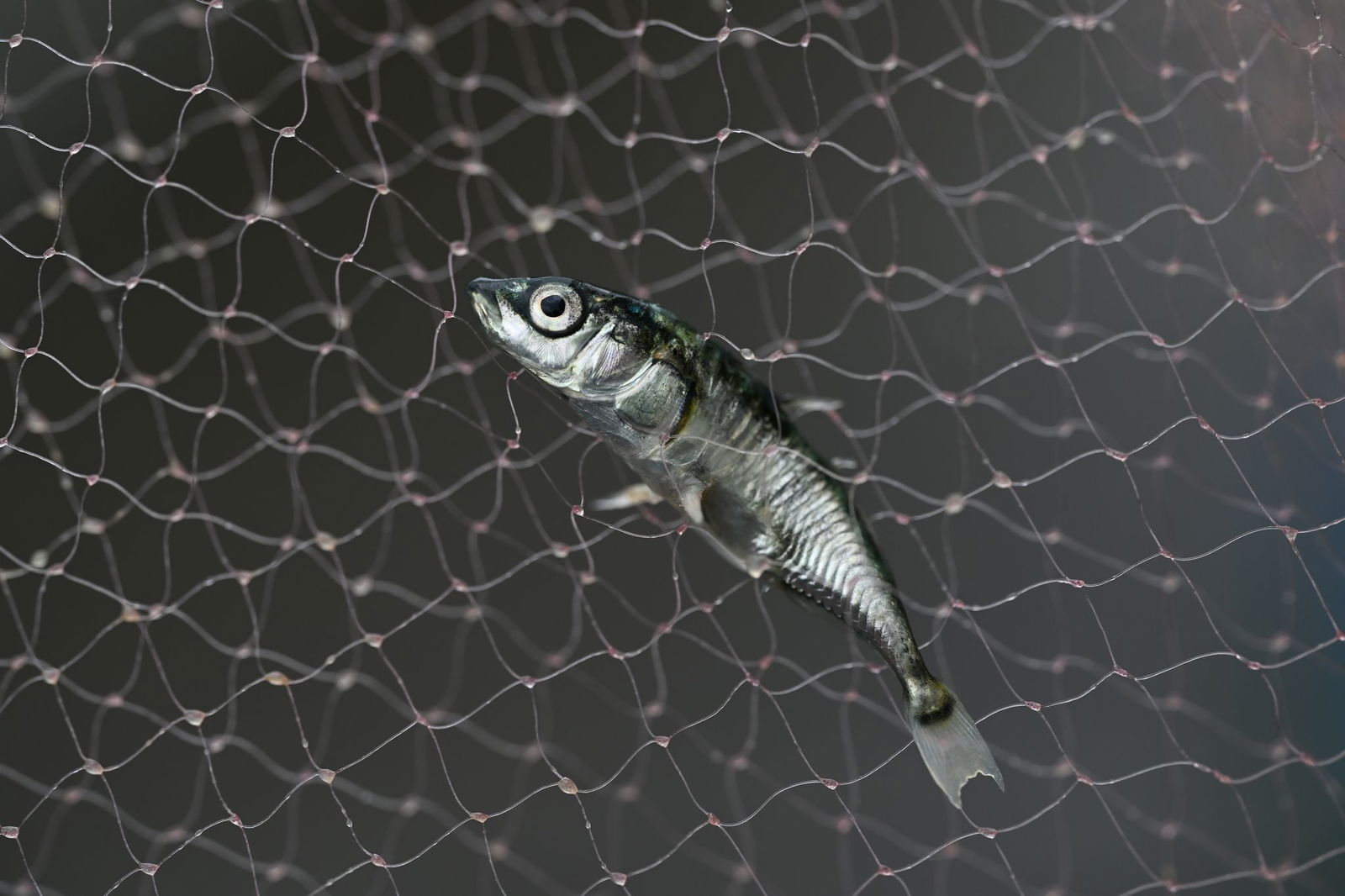 Dass es weniger Stichlinge im Bodensee gibt, ist für Felchen eine gute Nachricht. 