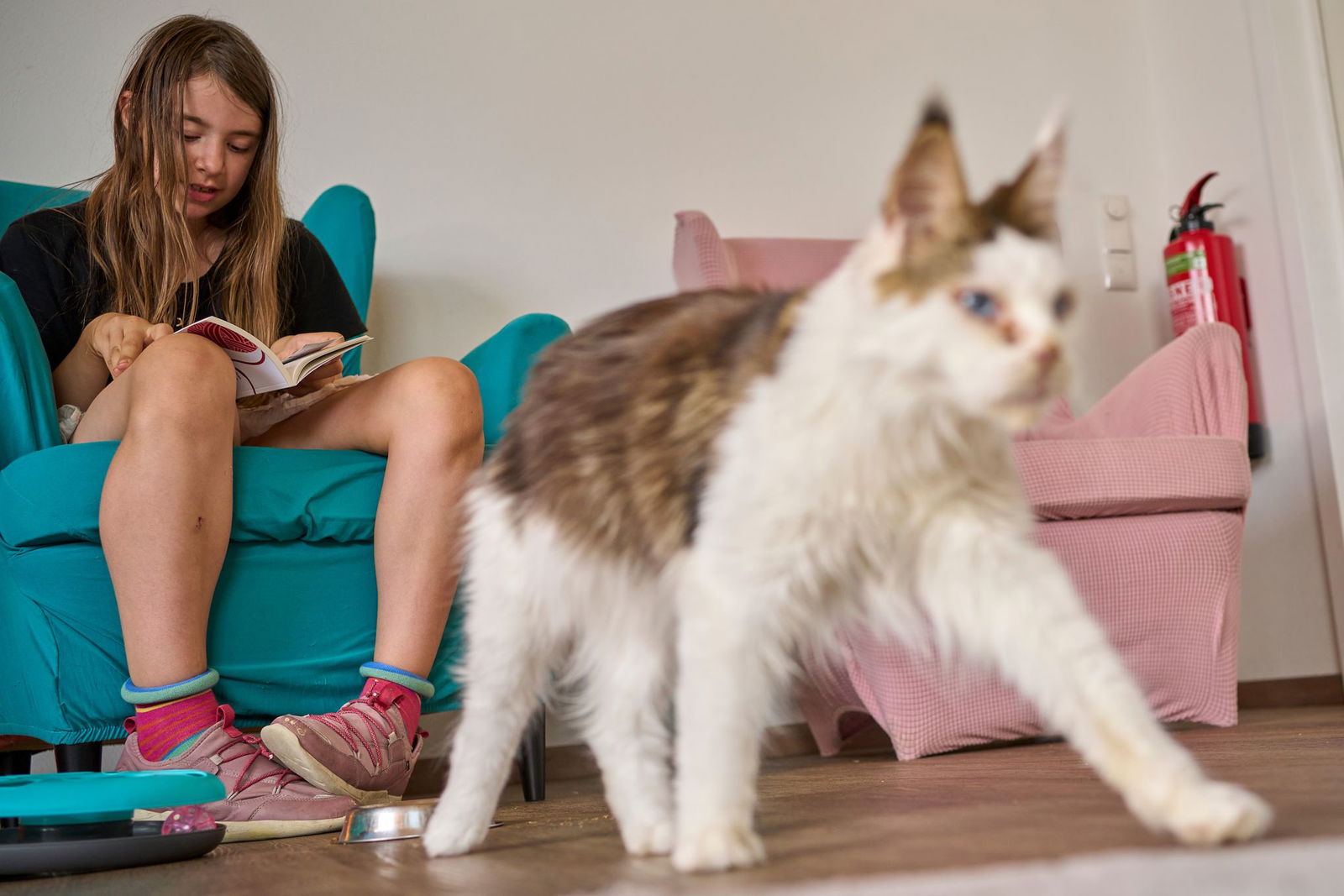 Wer im Tierheim vorlesen will, kann einen Termin ausmachen.