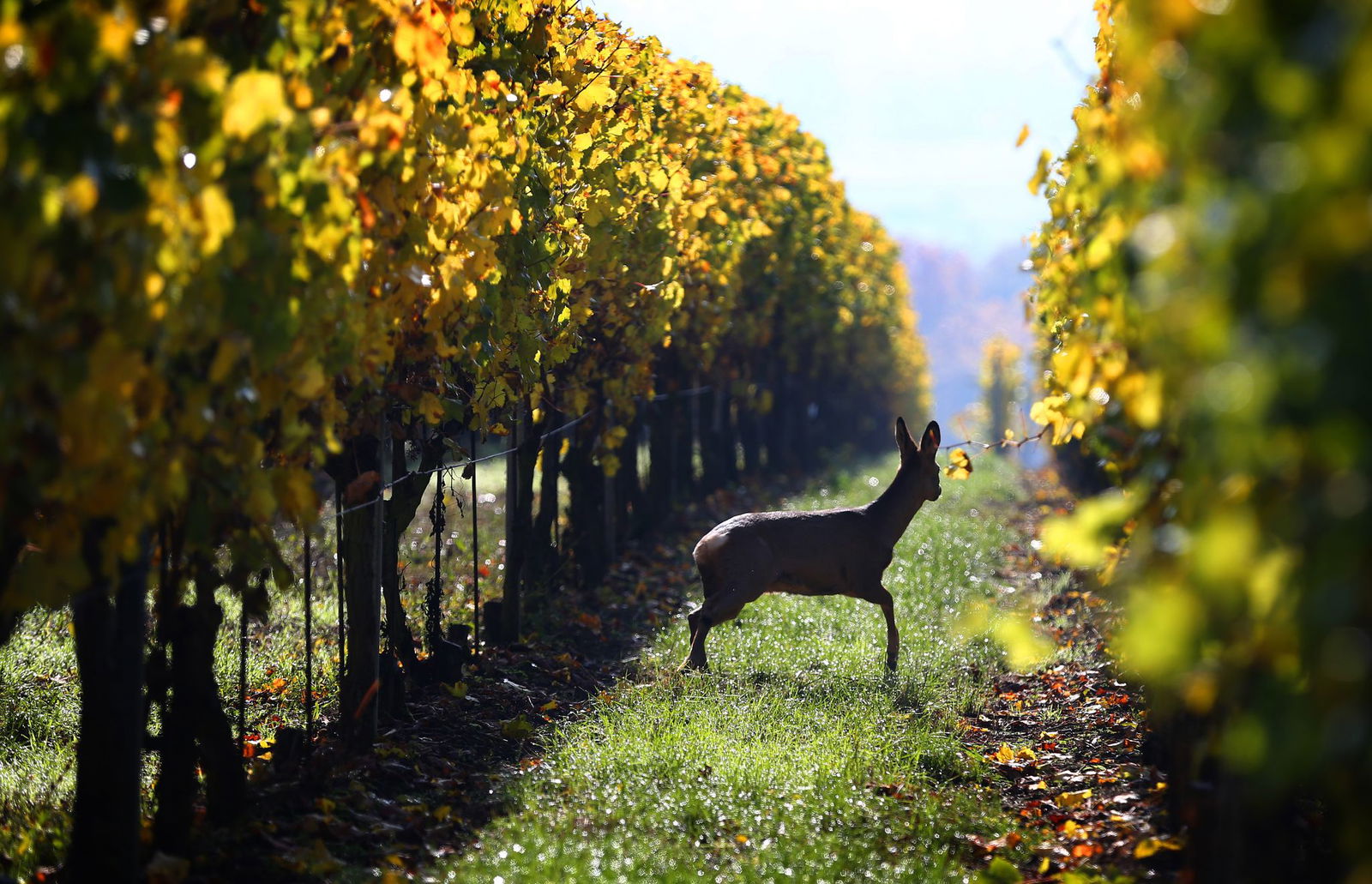 Nicht tagsüber, sondern nachts hat wohl ein Wilderer oberhalb eines Mosel-Weinbergs ein Reh erlegt. (Symbolbild)