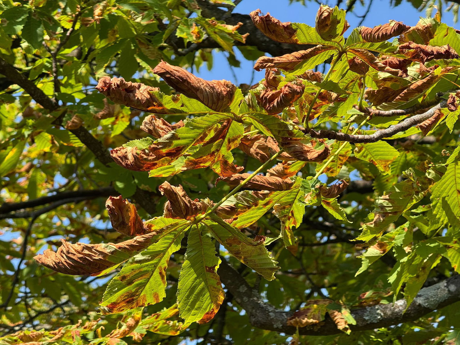 Zeichen des Befalls durch die Miniermotte: frühzeitig braun verfärbte Blätter der Rosskastanie. (Symbolbild)