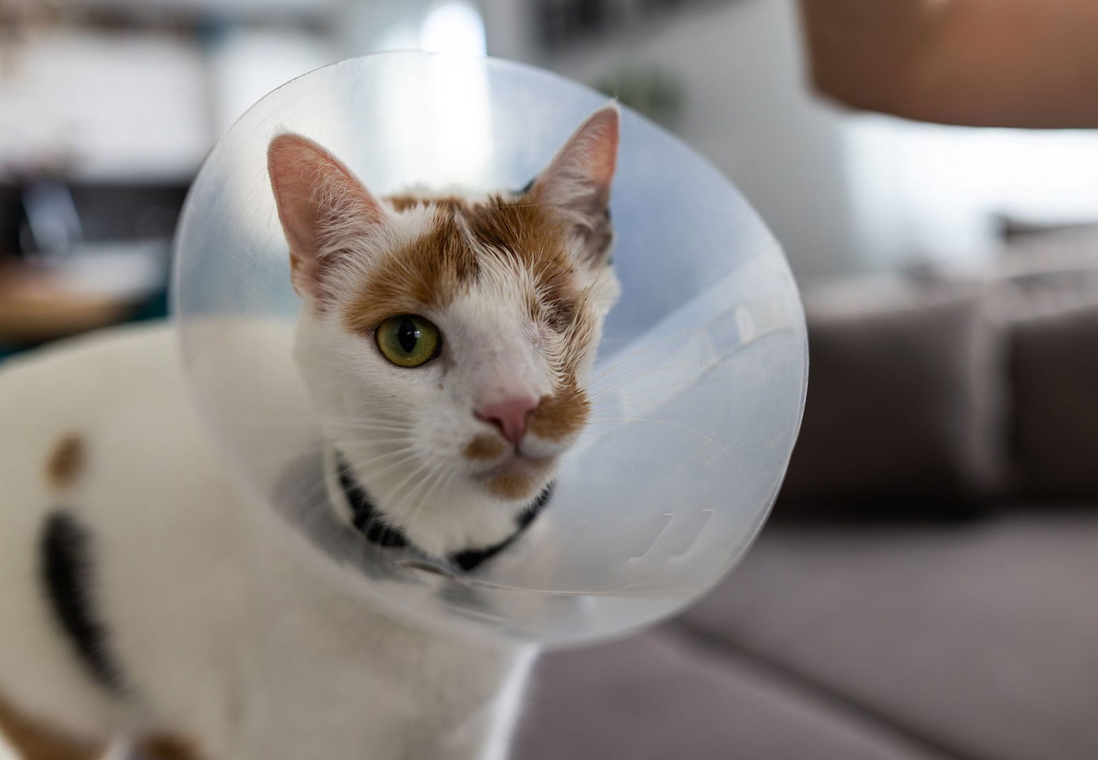 Katze Maja wurde von zwei Geschossen getroffen. 