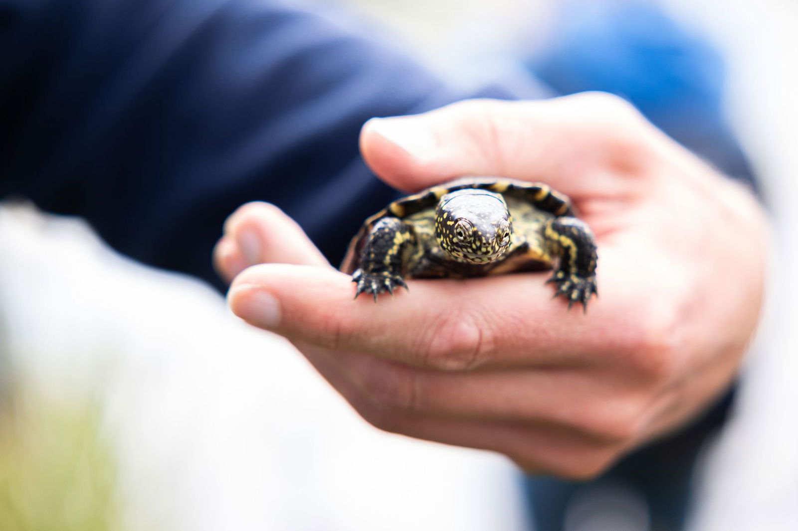 Der Nabu Rheinland-Pfalz wildert die 500. Europäische Sumpfschildkröte aus. (Archivbild)