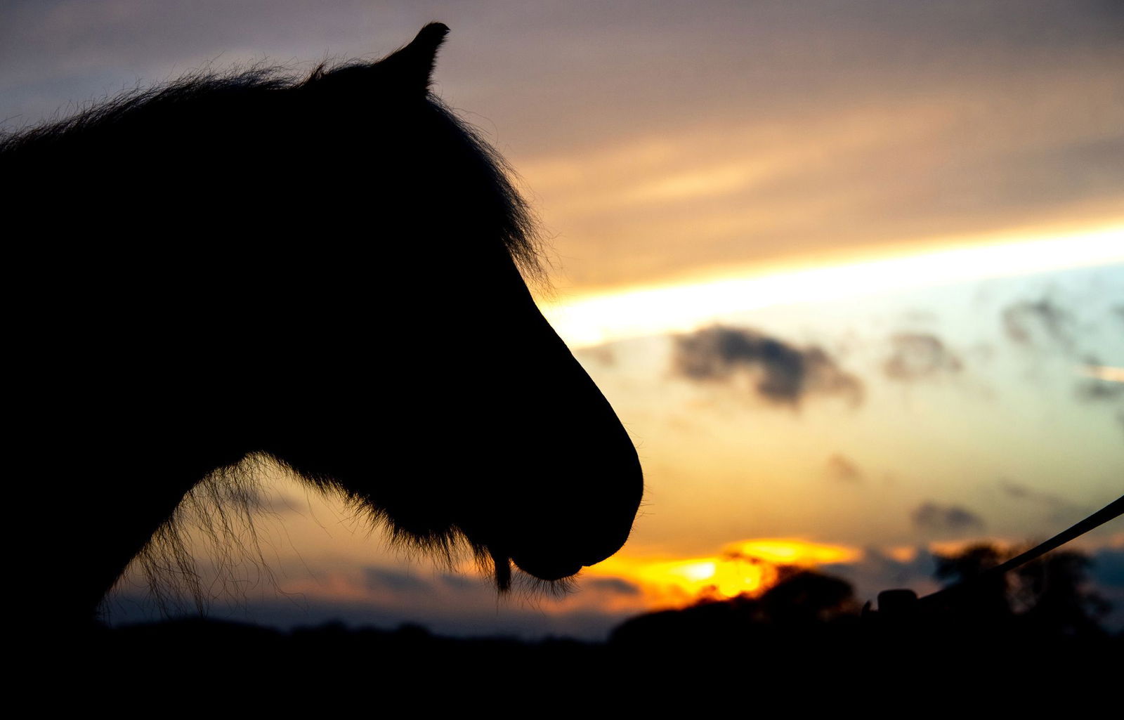 In Bötzingen kam es zu einem Unfall mit einem Pferd (Symbolbild)