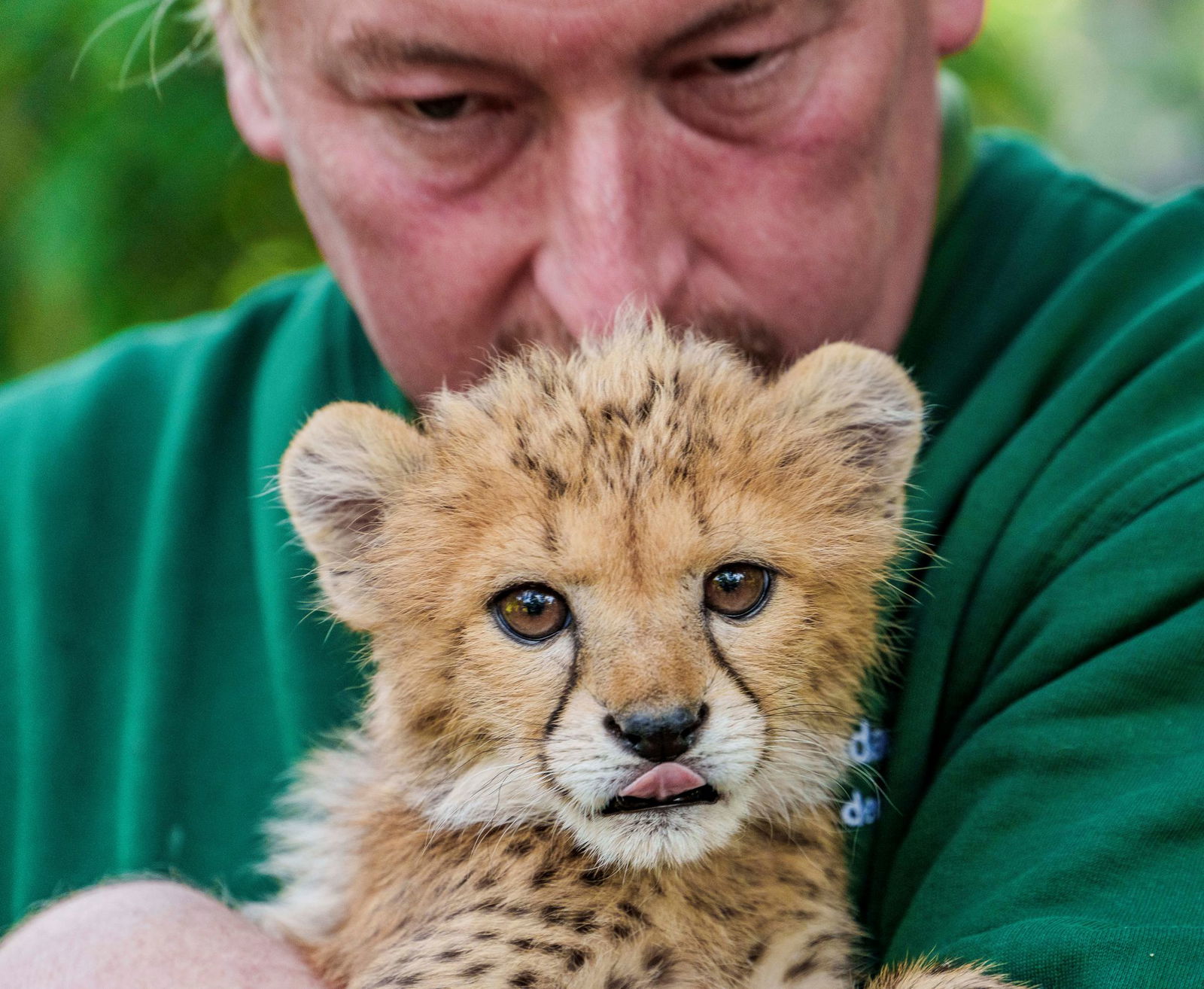 Die kleine Gepardin Assama wiegt inzwischen 2,6 Kilo.