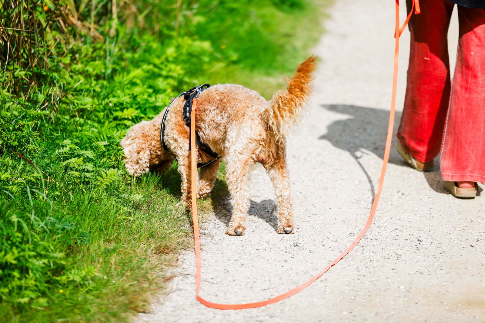 Im vergangenen Jahr war die Hundesteuer in Mainz bundesweit am höchsten. (Symbolbild)