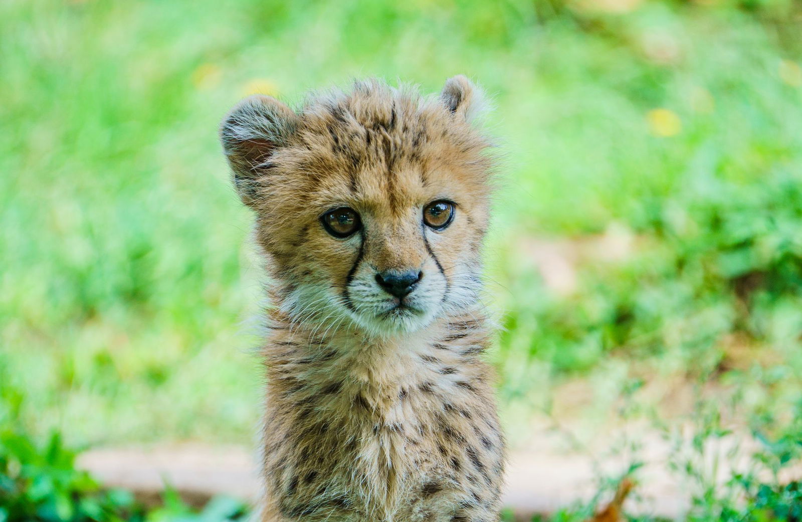 Die Gepardenmutter konnte ihr Junges nicht mit Milch versorgen.