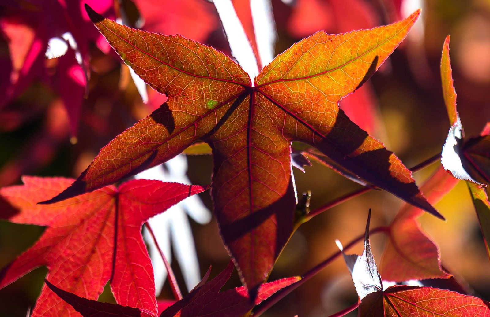 Mildes Herbstwetter erwarten die Meteorologen vom DWD für Sonntag und Montag. (Symbolbild)