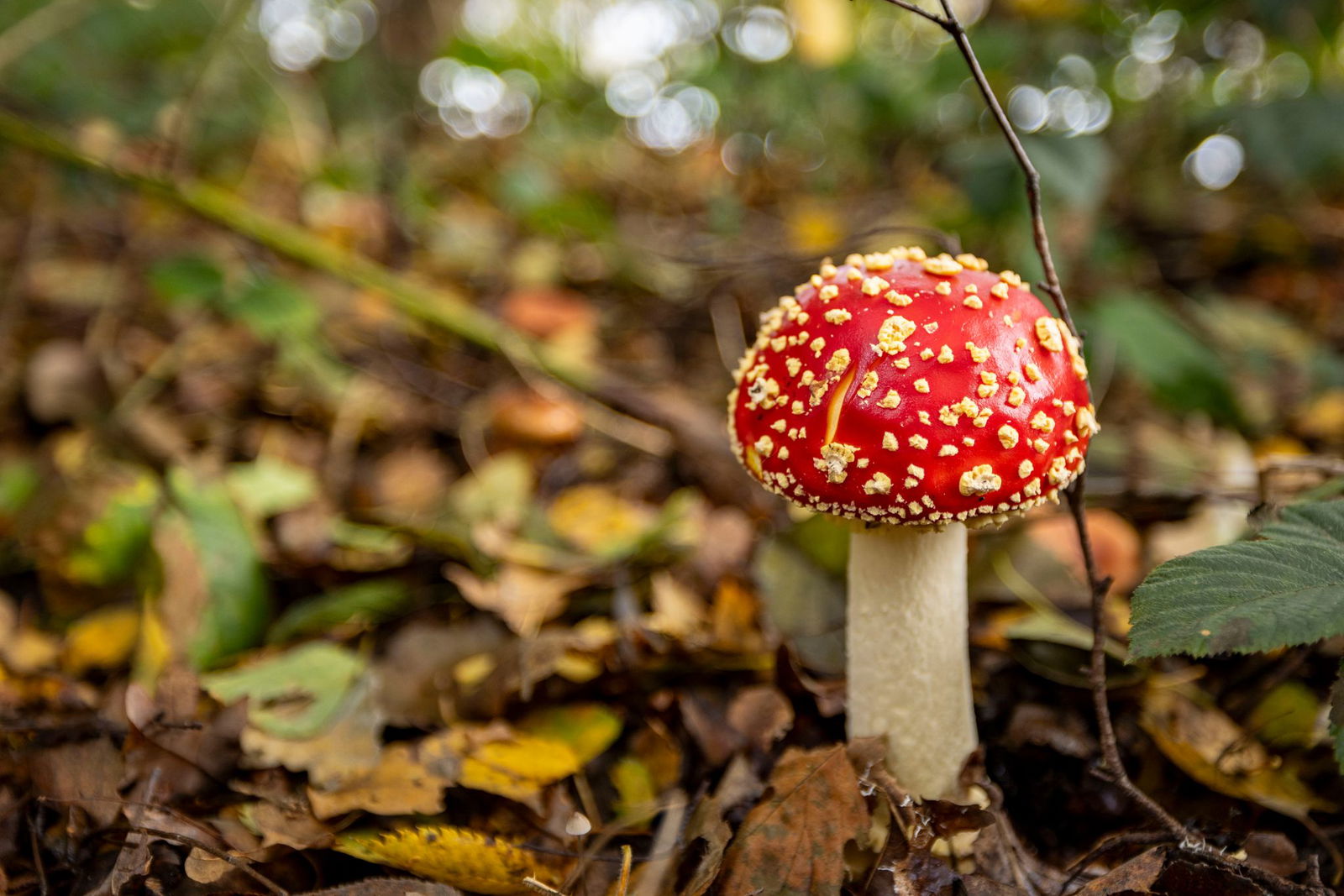 Fliegenpilze sind auch giftig. (Archivbild)